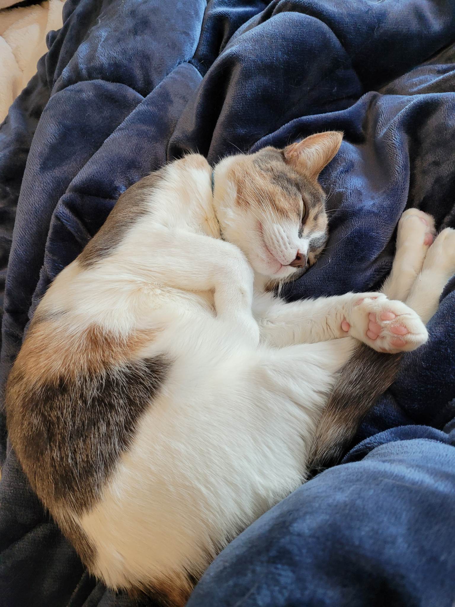 Dakota, an adoptable Calico in Toronto, ON image 1/8