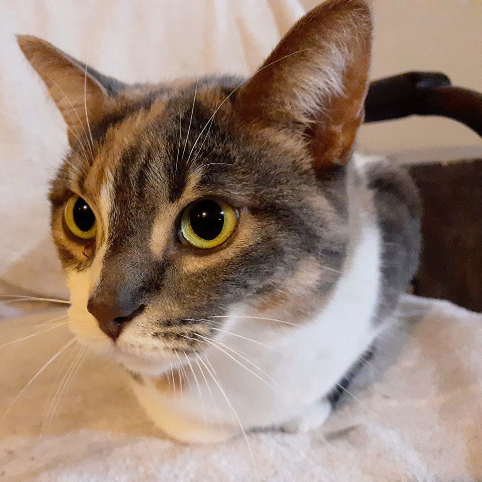 Dakota, an adoptable Calico in Toronto, ON image 2/8