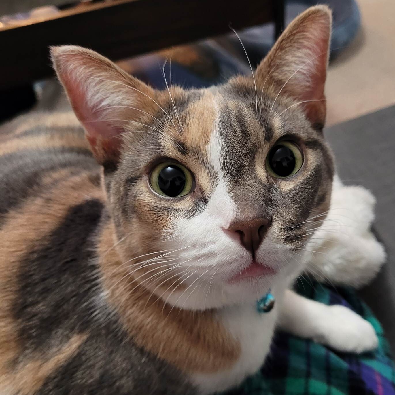Dakota, an adoptable Calico in Toronto, ON image 3/8