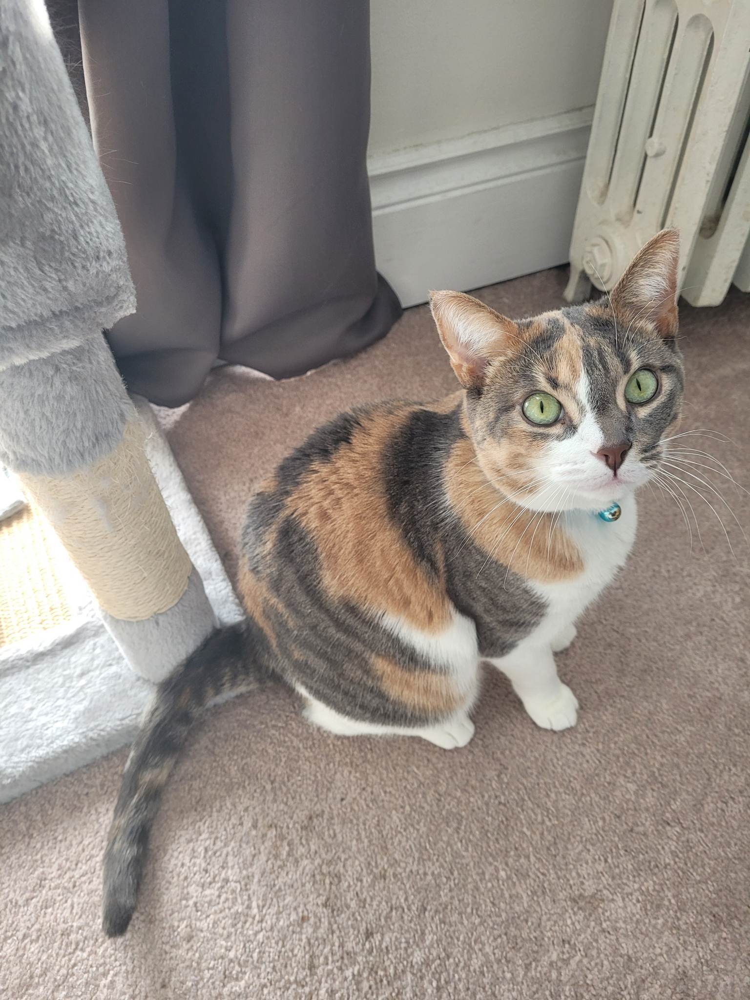 Dakota, an adoptable Calico in Toronto, ON image 4/8