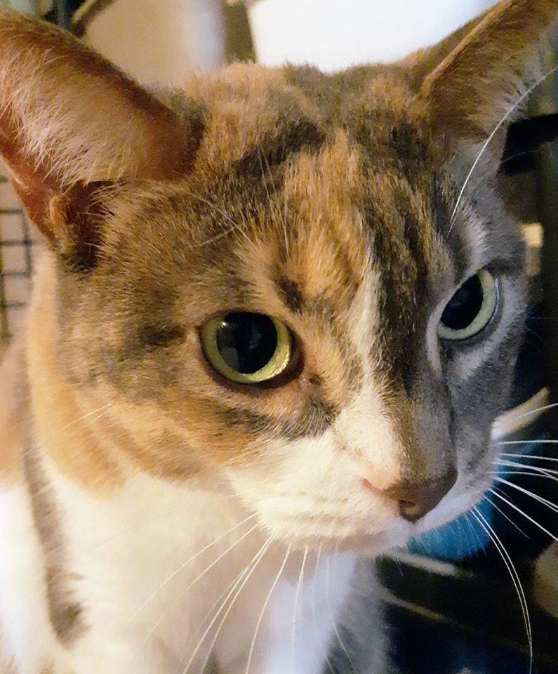 Dakota, an adoptable Calico in Toronto, ON image 5/8
