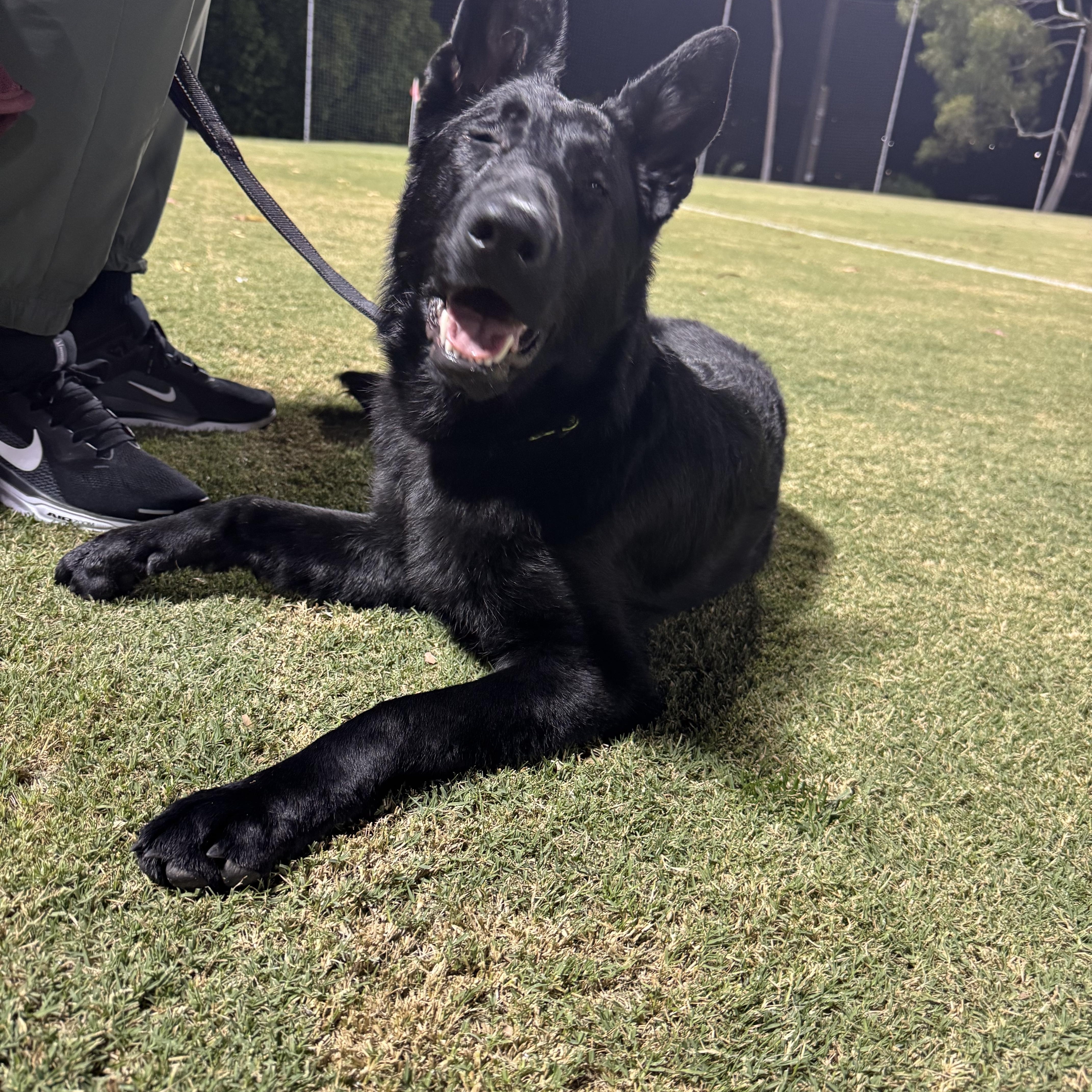 Bobbi, Adoptable, Young Female German Shepherd Dog.