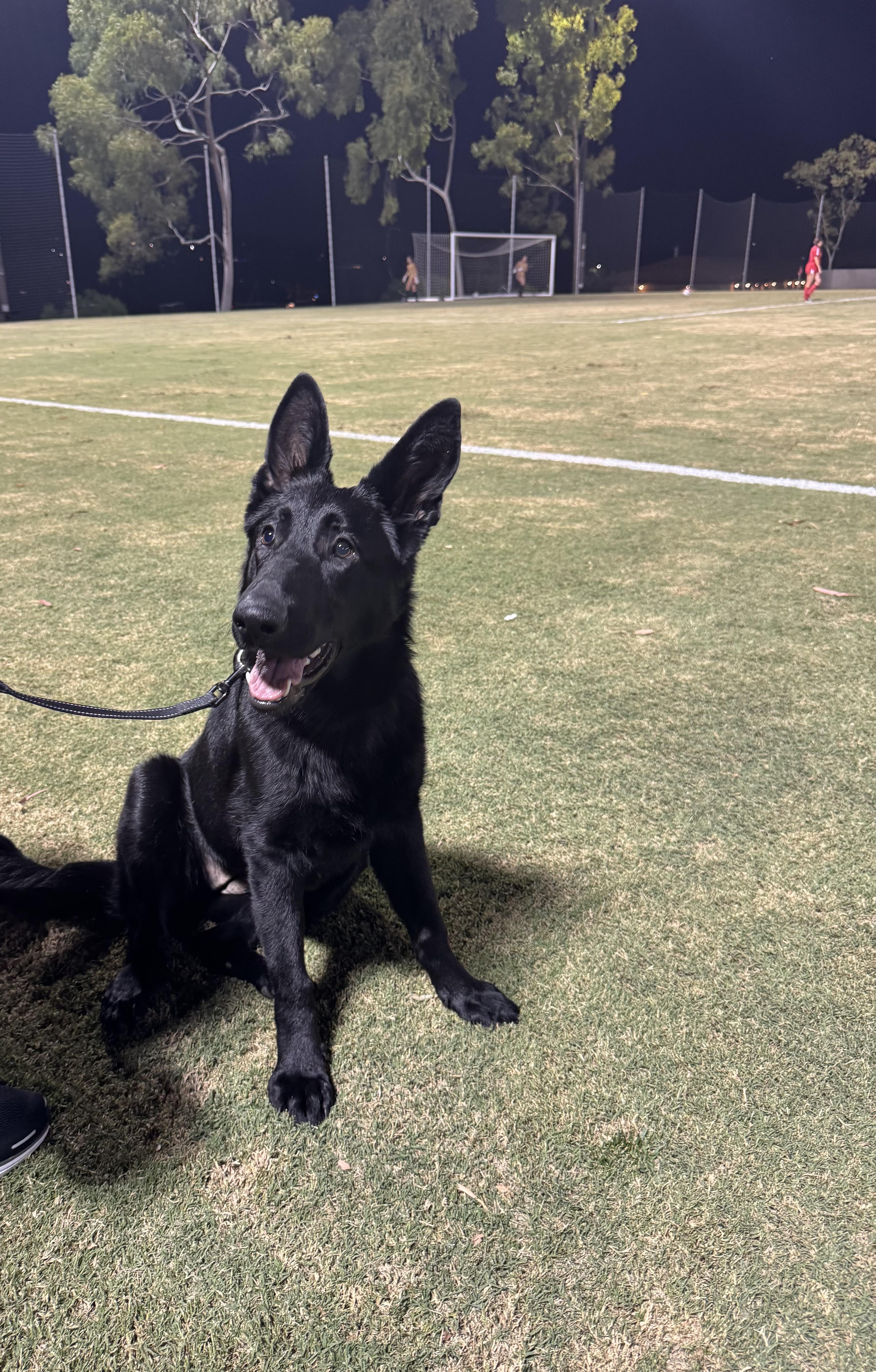 Enlarge Bobbi, a Adoptable German Shepherd Dog in Corona, CA image 2/5