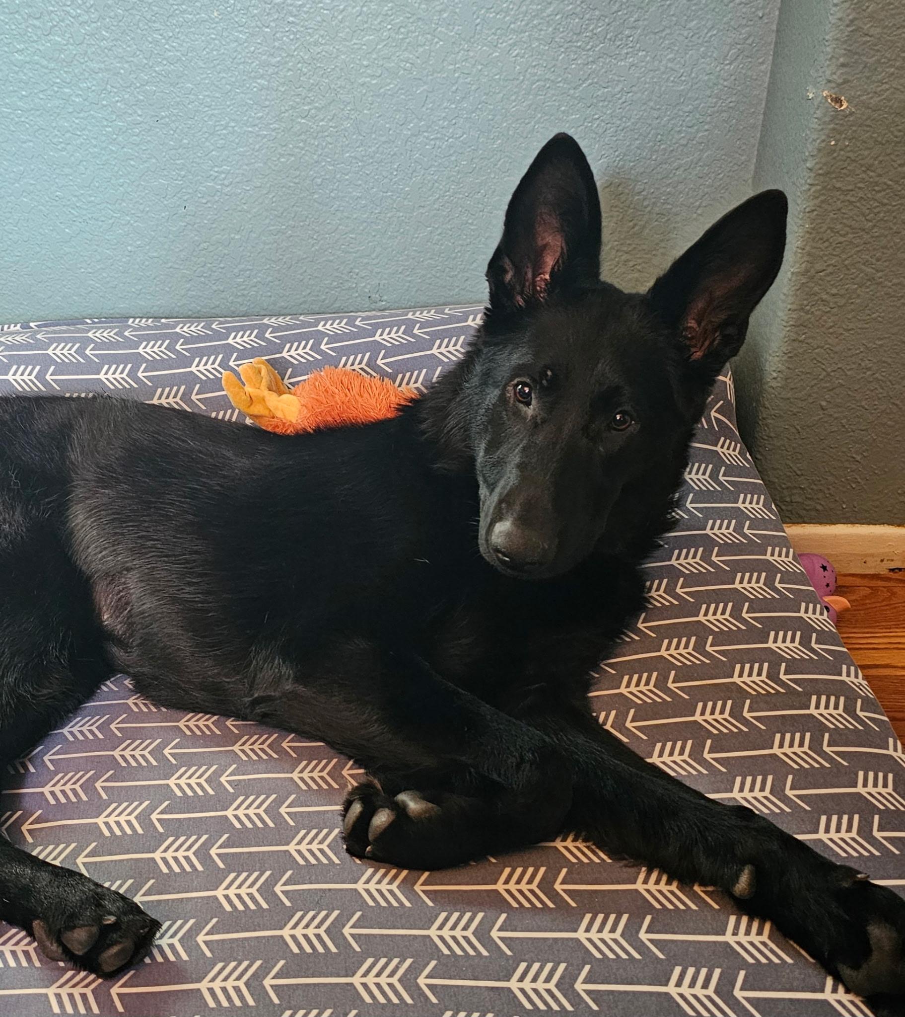 Enlarge Bobbi, a Adoptable German Shepherd Dog in Corona, CA image 4/5