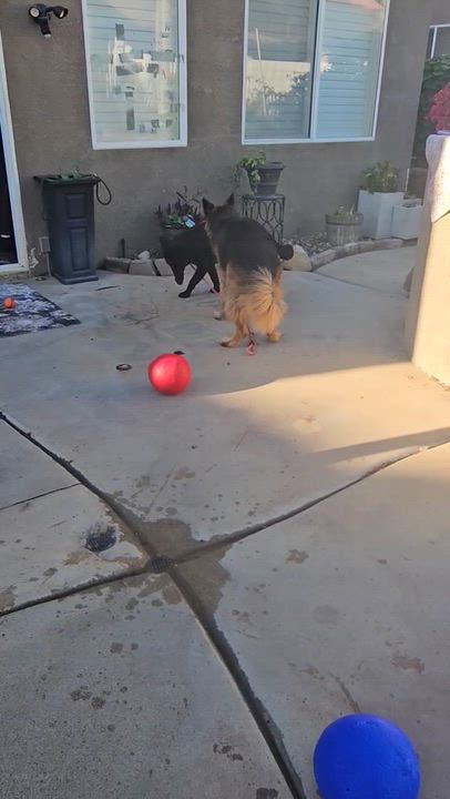 Enlarge Bobbi, a Adoptable German Shepherd Dog in Corona, CA video 5/5