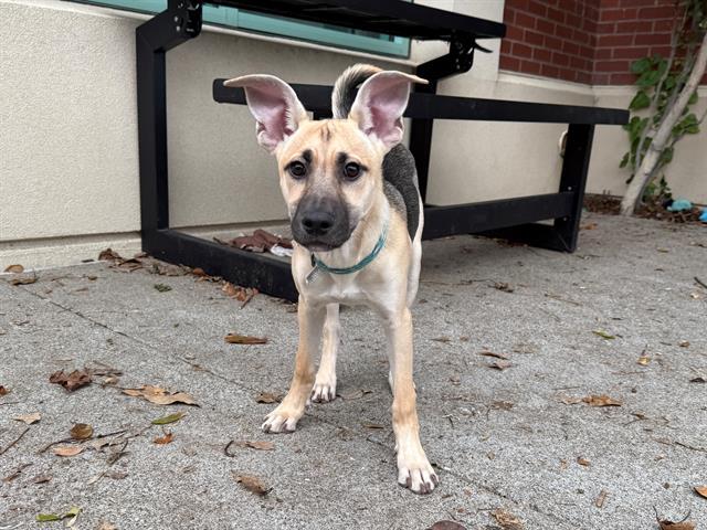 Enlarge DEMETER, a Adoptable mixed breed in Antioch, CA image 1/1