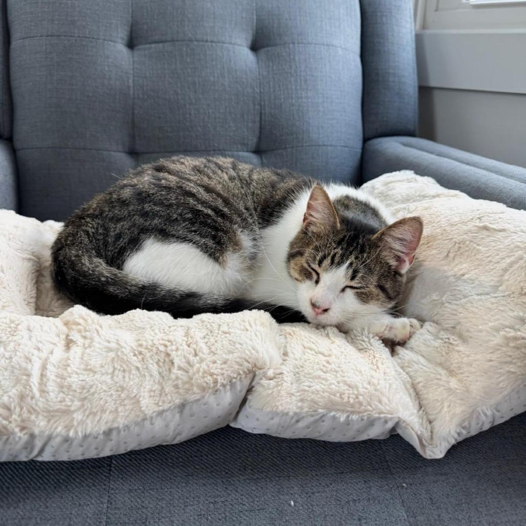 Enlarge Biscuit, a Adoptable Domestic Short Hair in Goshen, IN image 1/1