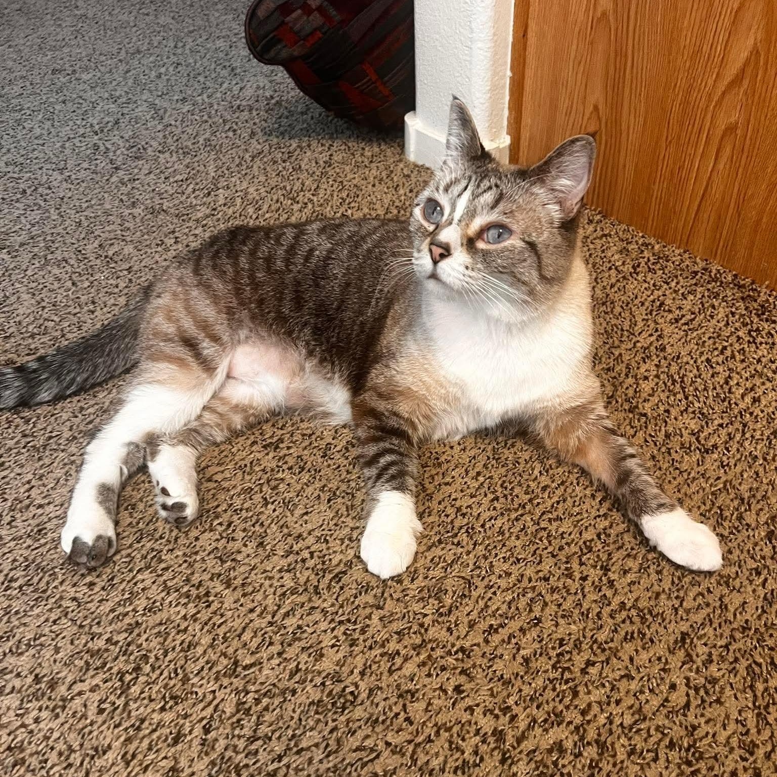 Kitty, a ADOPTABLE Domestic Short Hair in Las Vegas, NV image 2/2