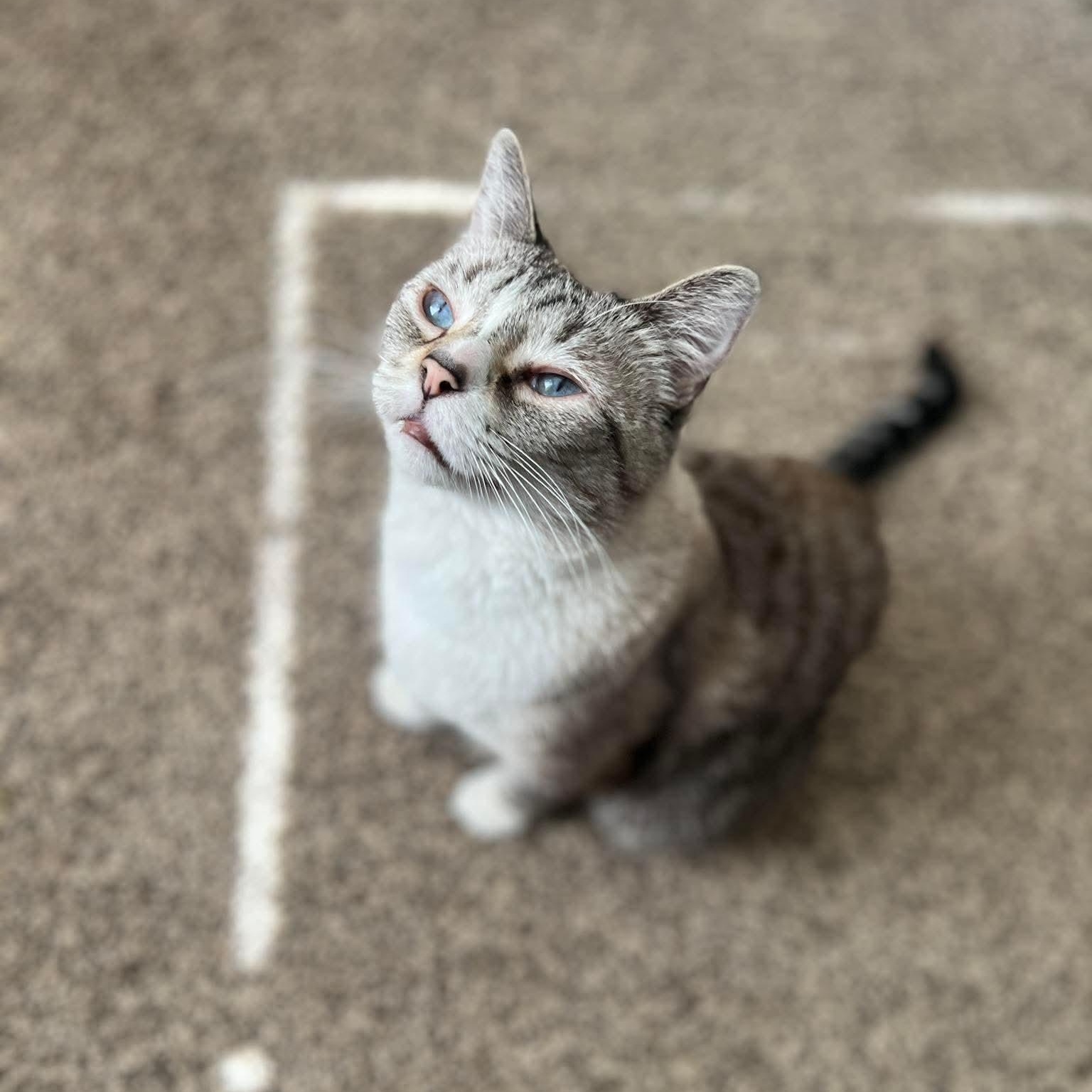 Kitty, ADOPTABLE, Adult Female Domestic Short Hair.