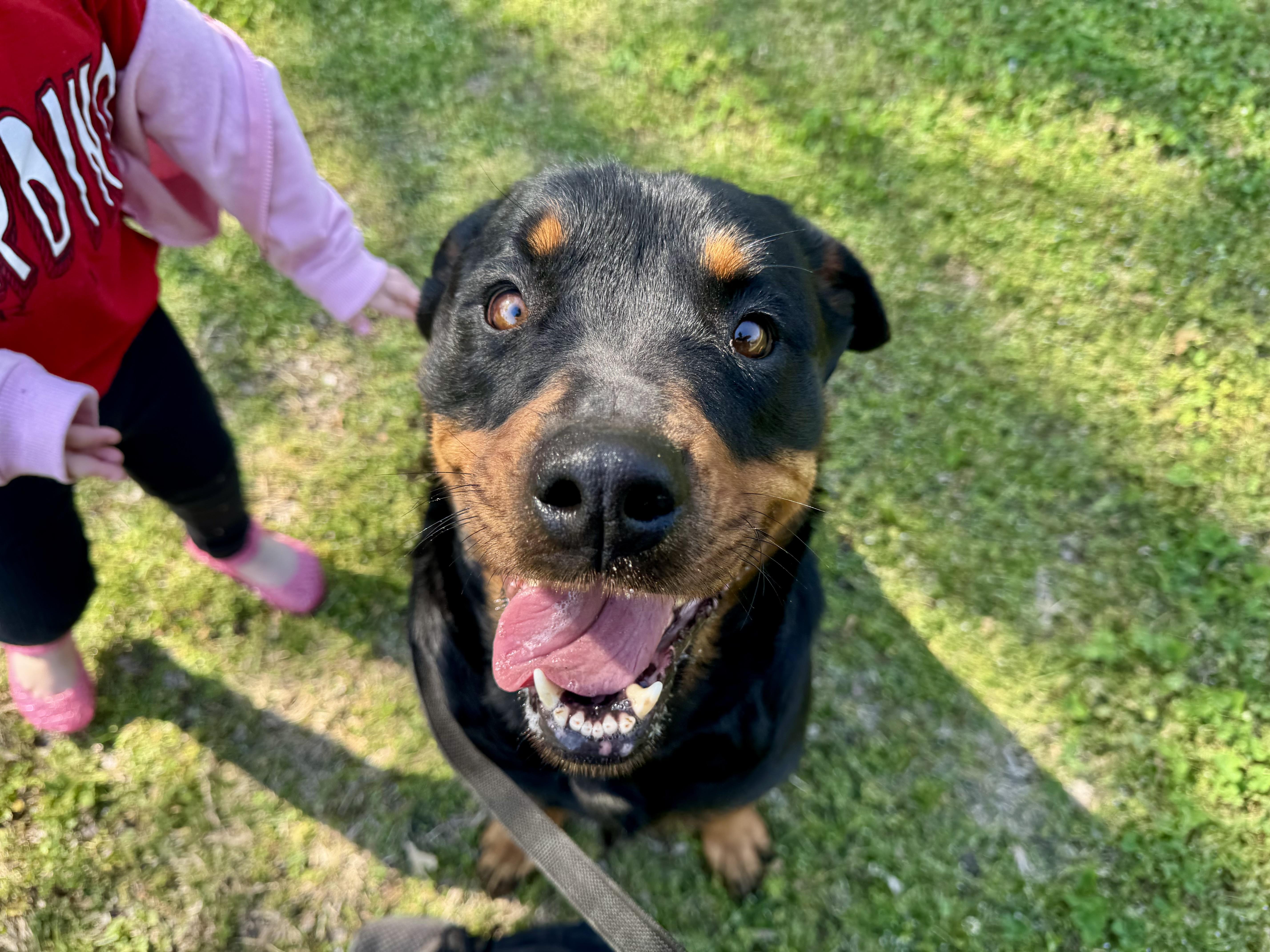 Enlarge Velma , a ADOPTABLE Rottweiler in Sherman, TX image 3/5