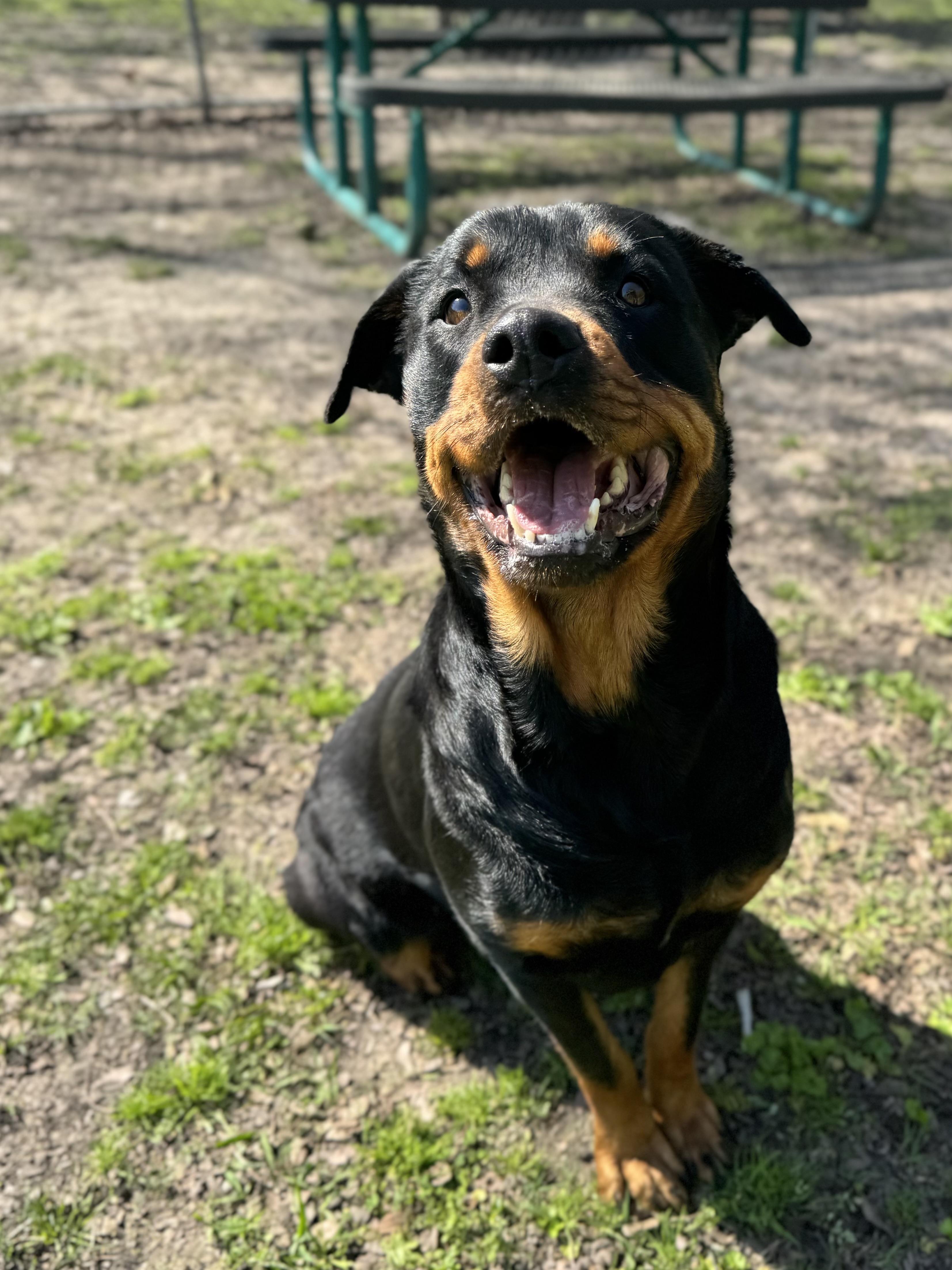 Velma , ADOPTABLE, Adult Female Rottweiler.