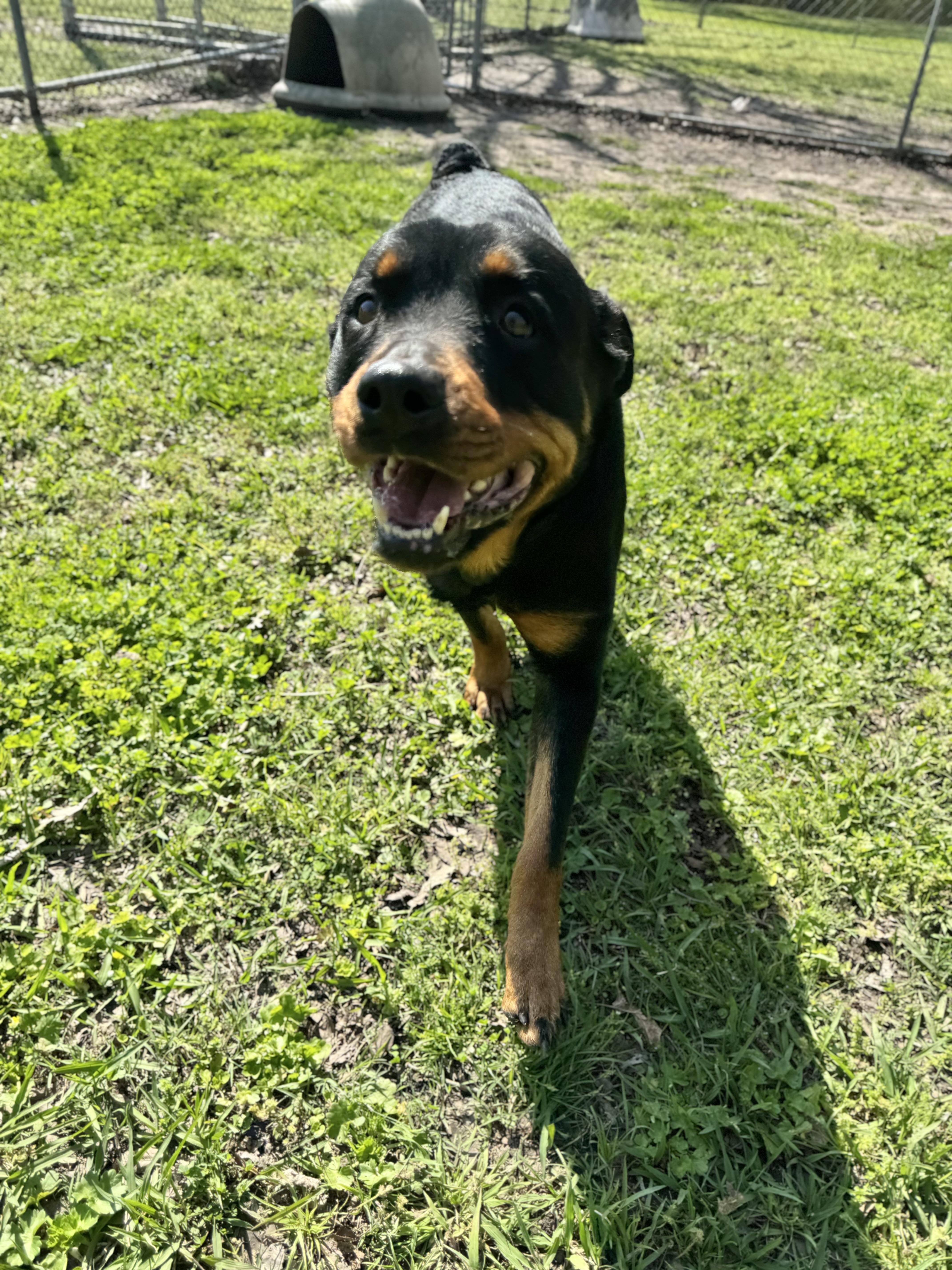 Enlarge Velma , a ADOPTABLE Rottweiler in Sherman, TX image 4/5
