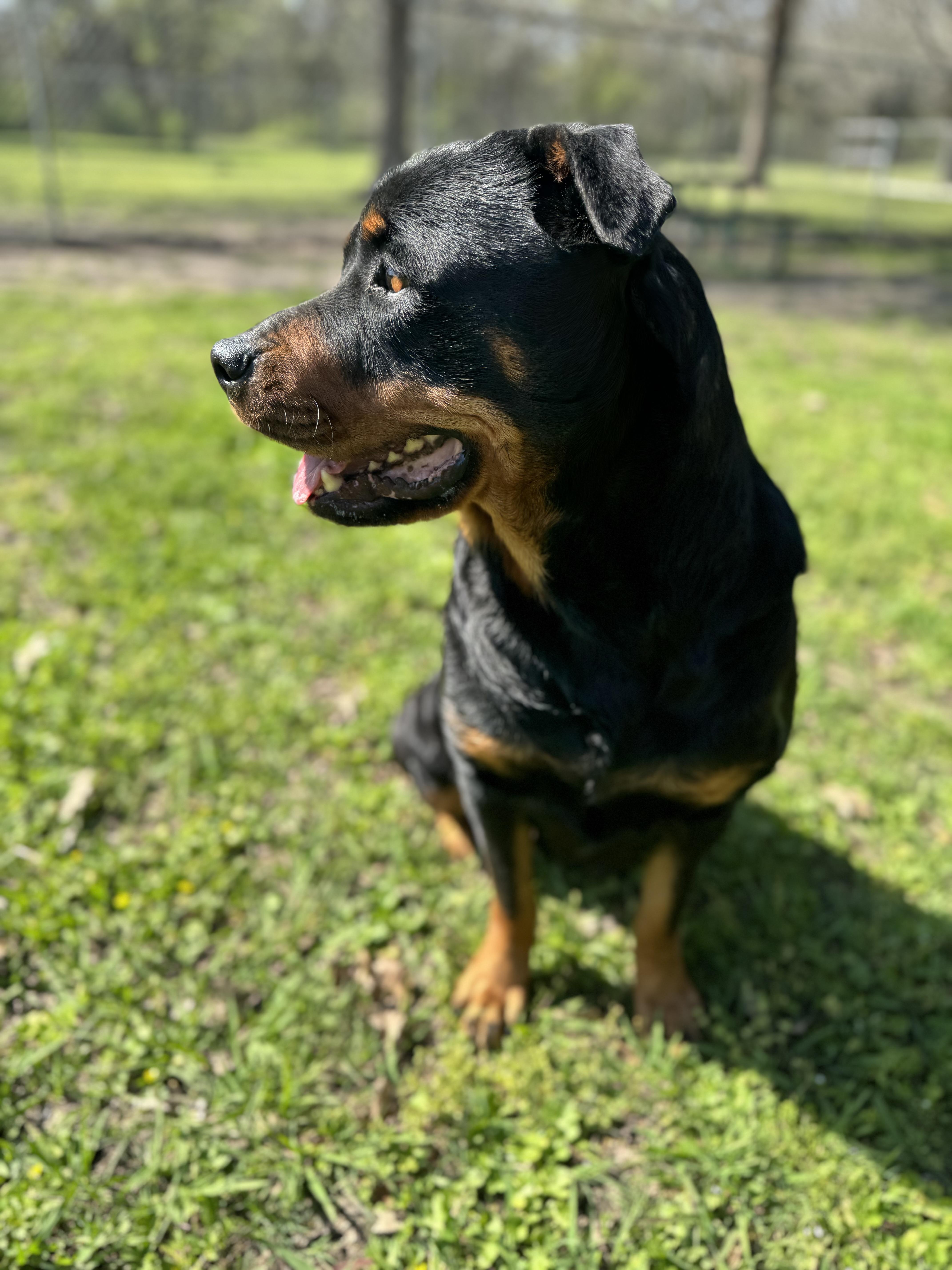 Enlarge Velma , a ADOPTABLE Rottweiler in Sherman, TX image 2/5