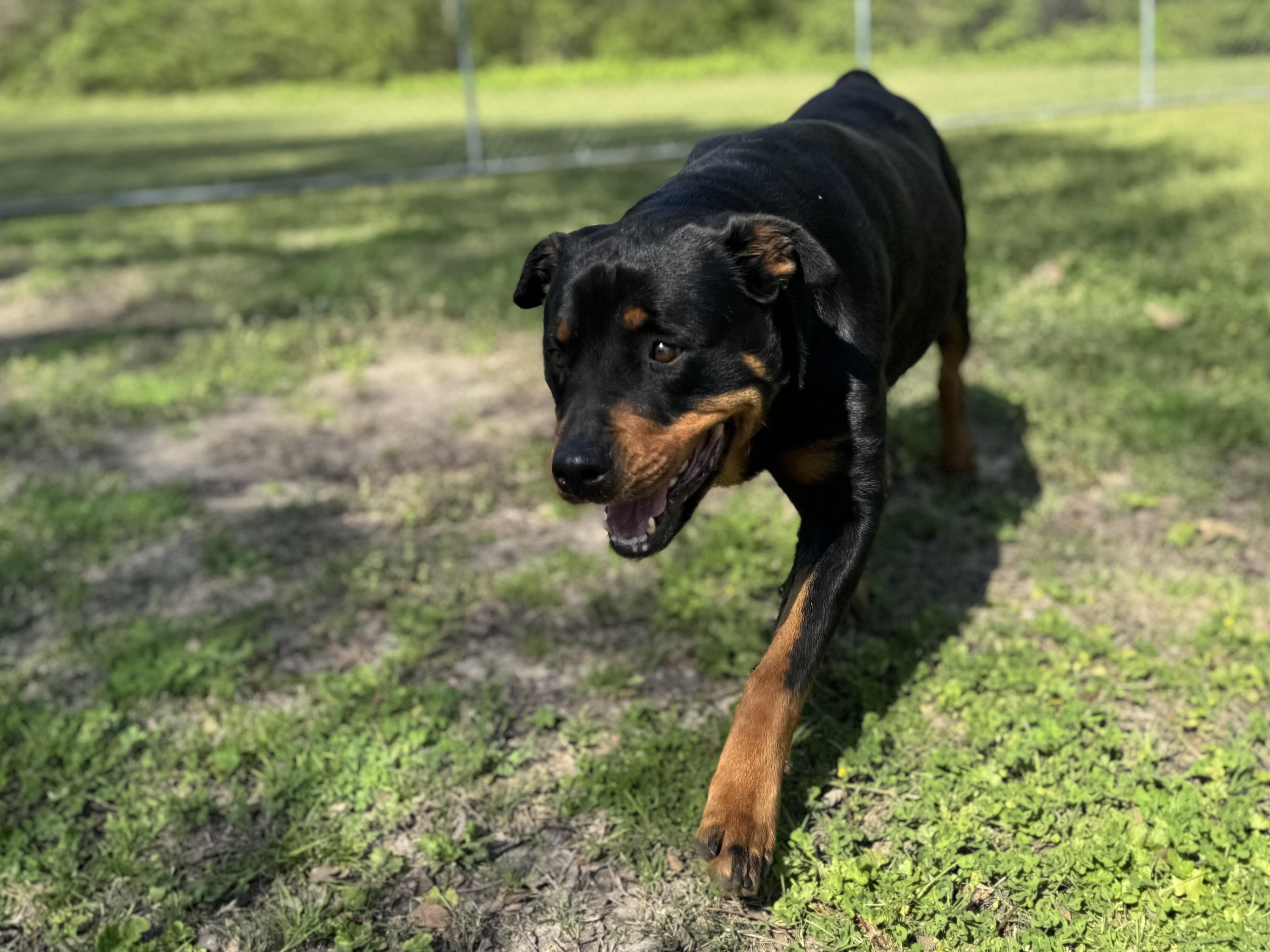 Enlarge Velma , a ADOPTABLE Rottweiler in Sherman, TX image 5/5