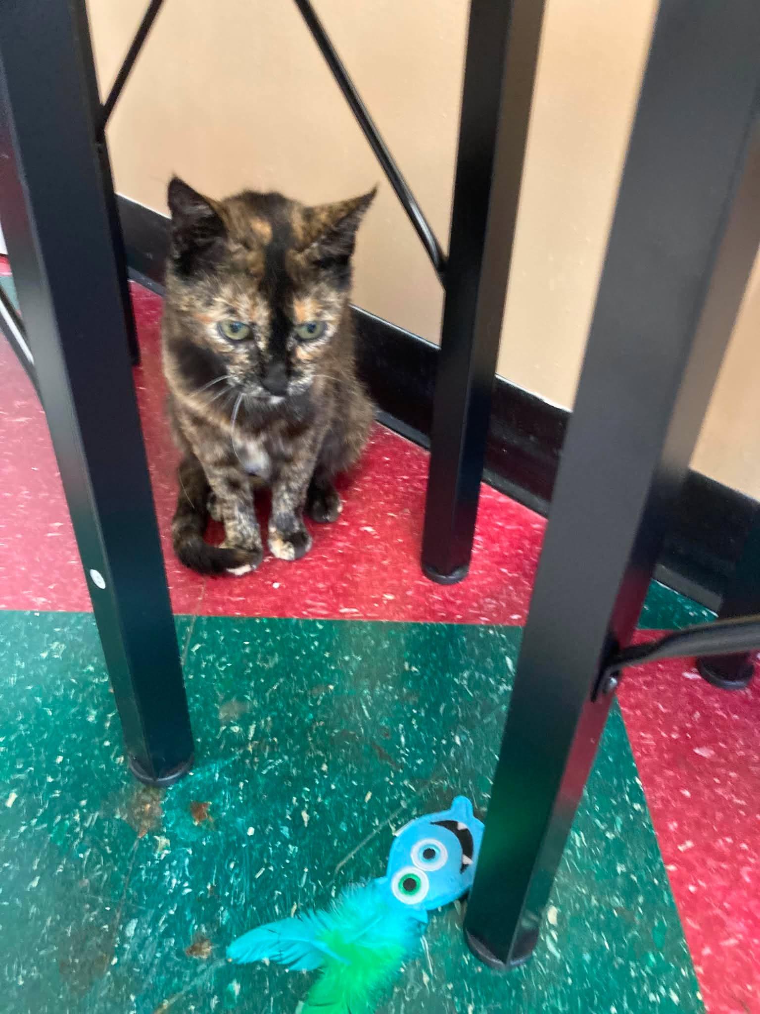 Miranda, a ADOPTABLE Tortoiseshell in Fulton, NY image 3/4
