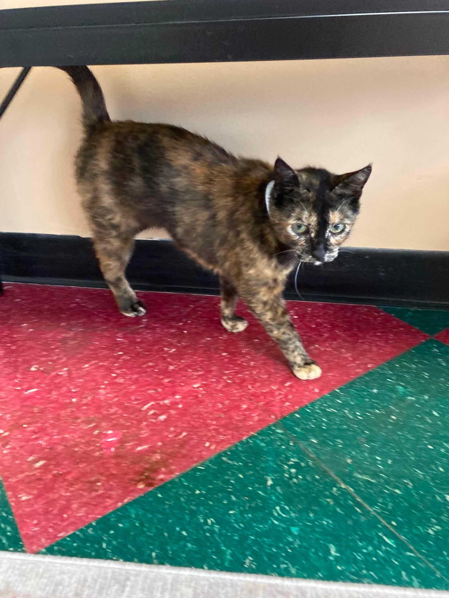 Miranda, a ADOPTABLE Tortoiseshell in Fulton, NY image 2/4