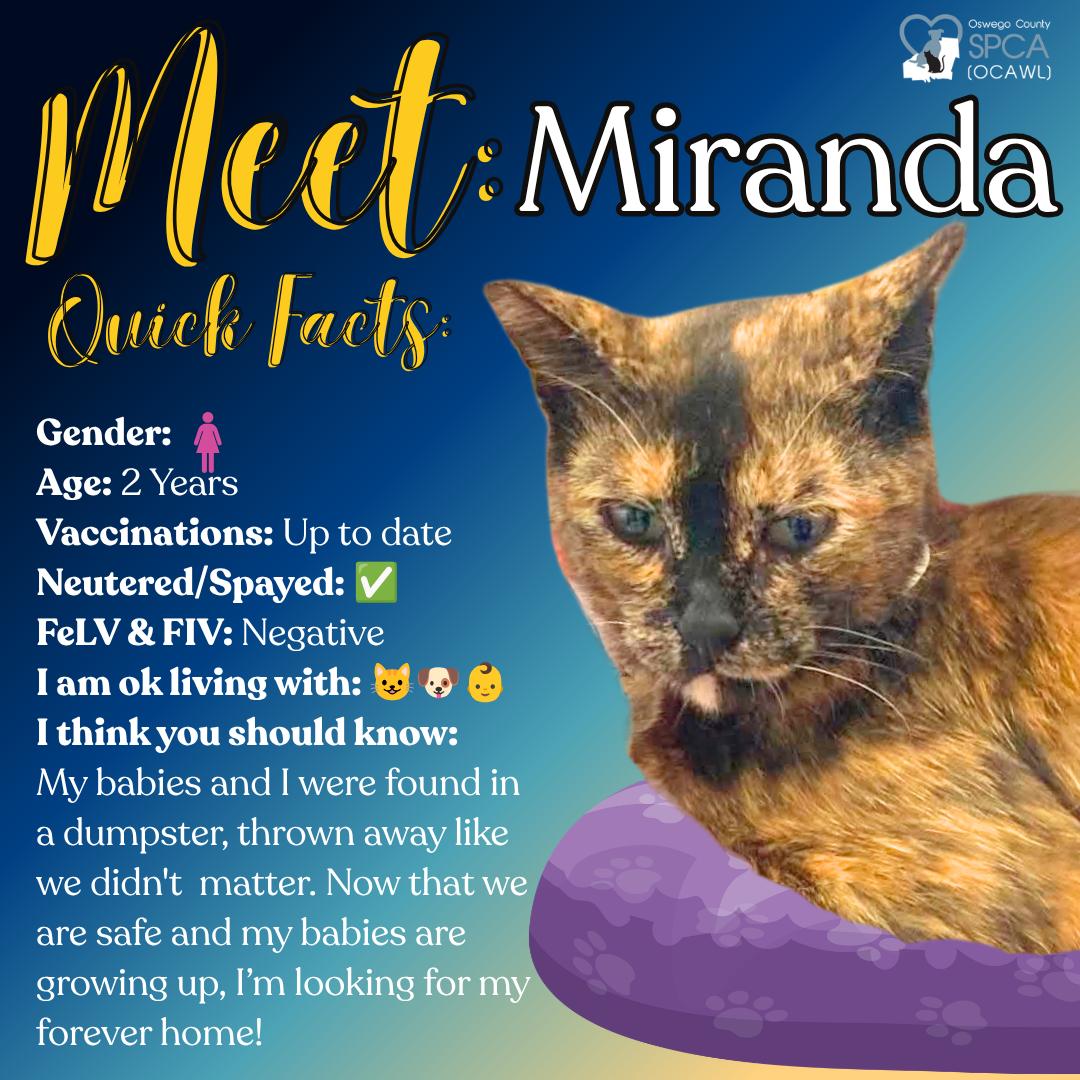 Miranda, a ADOPTABLE Tortoiseshell in Fulton, NY image 1/4