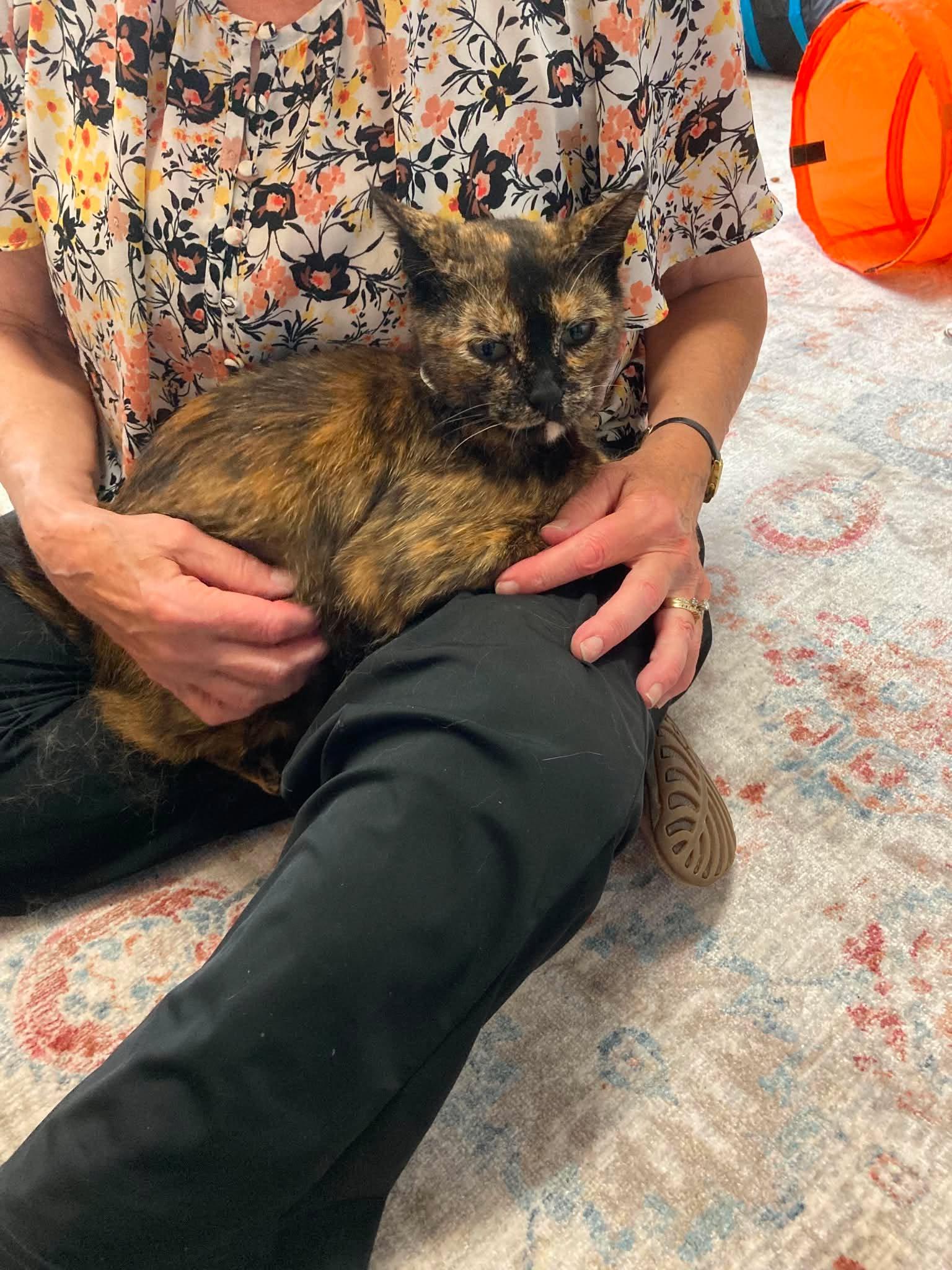 Miranda, a ADOPTABLE Tortoiseshell in Fulton, NY image 4/4