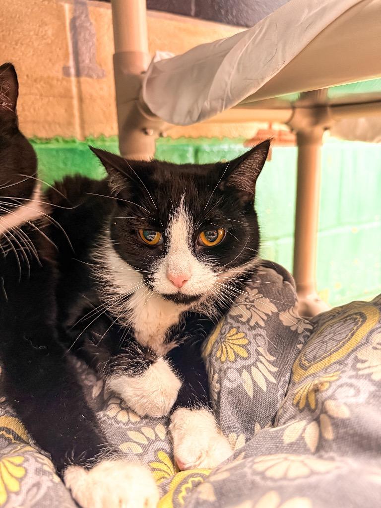Picante, Adoptable, Young Female Domestic Short Hair.
