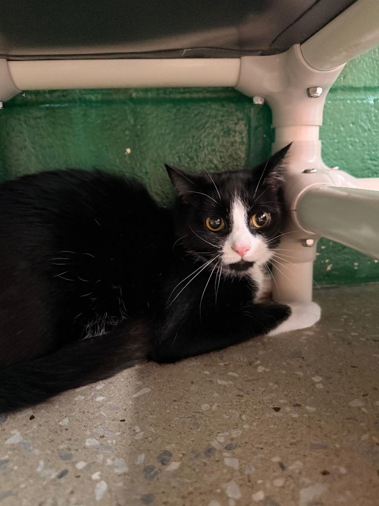 Enlarge Picante, a Adoptable mixed breed in Burnsville, NC image 2/2