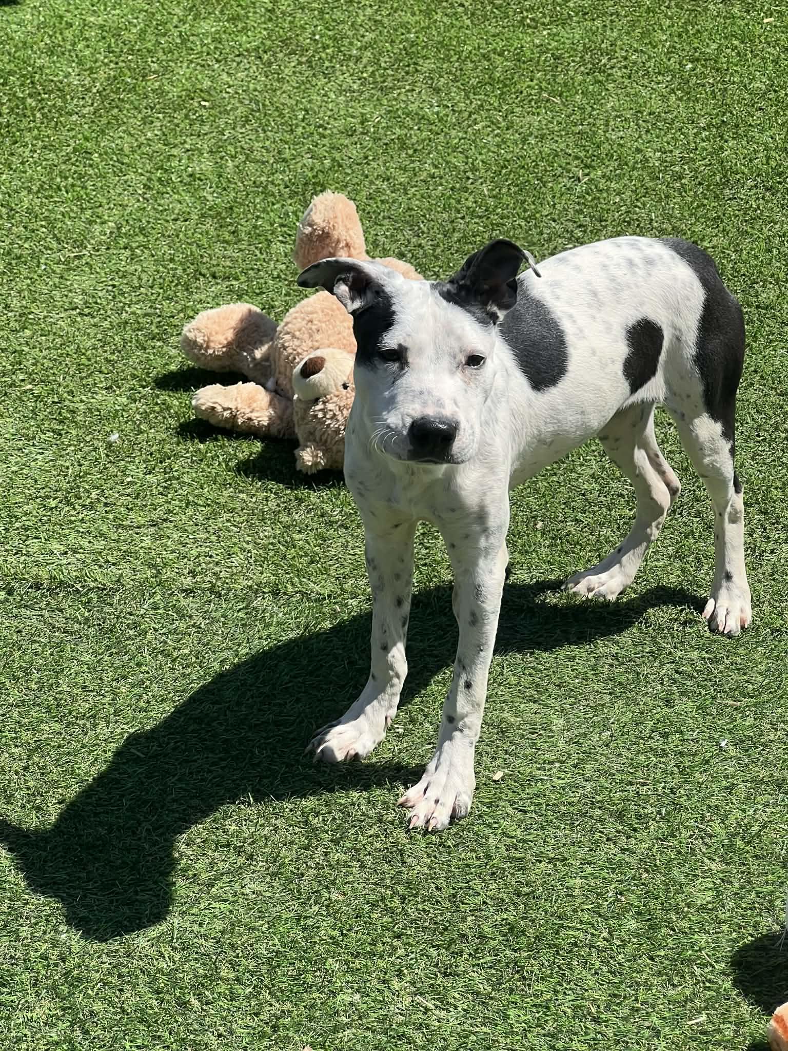 Enlarge Isabell, a ADOPTABLE Mixed Breed in Northlake, IL image 4/4