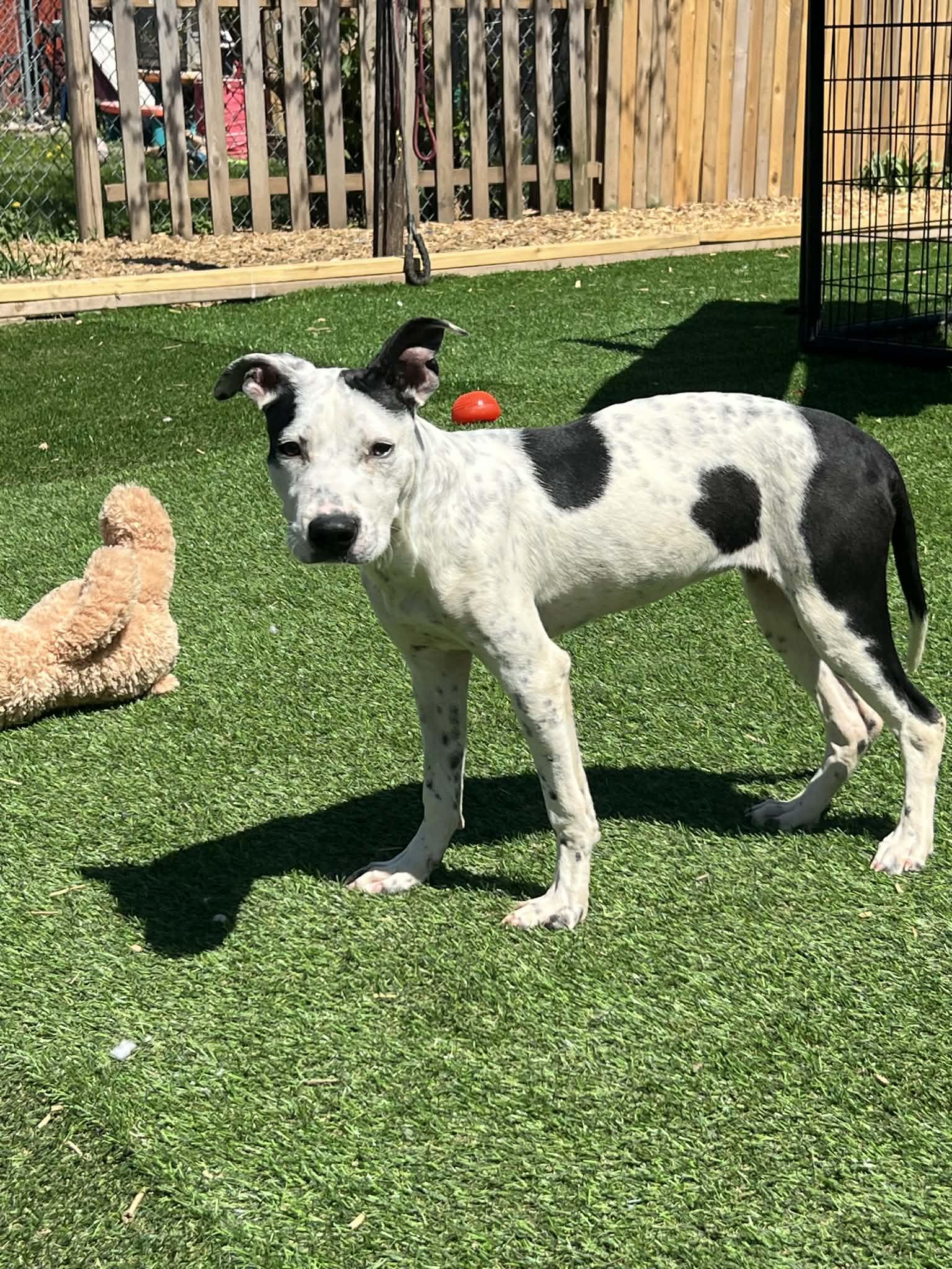 Enlarge Isabell, a ADOPTABLE Mixed Breed in Northlake, IL image 3/4