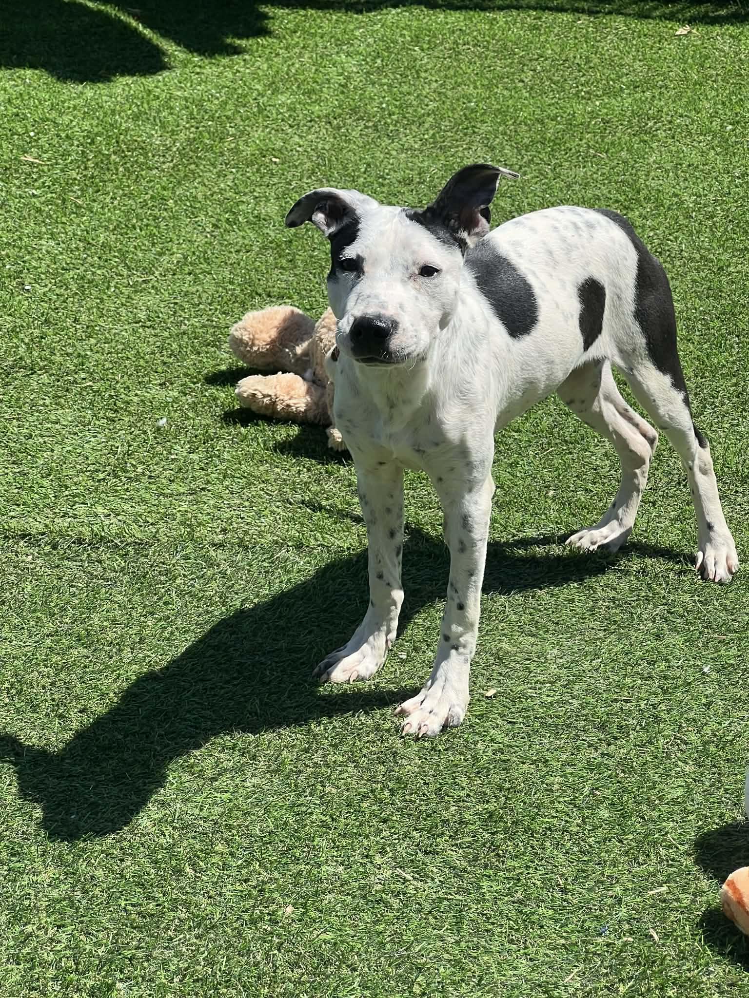 Enlarge Isabell, a ADOPTABLE Mixed Breed in Northlake, IL image 1/4
