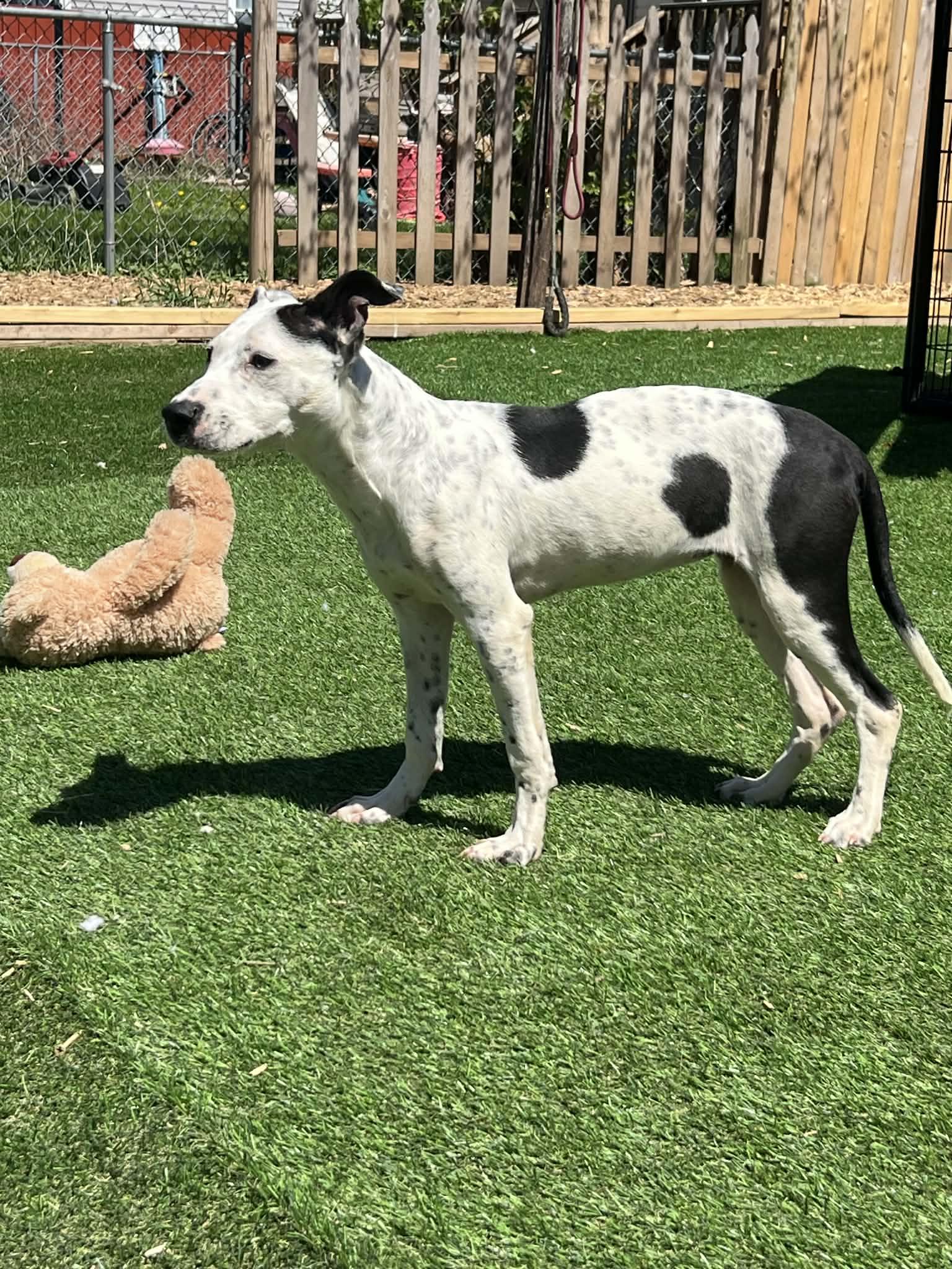 Enlarge Isabell, a ADOPTABLE Mixed Breed in Northlake, IL image 2/4