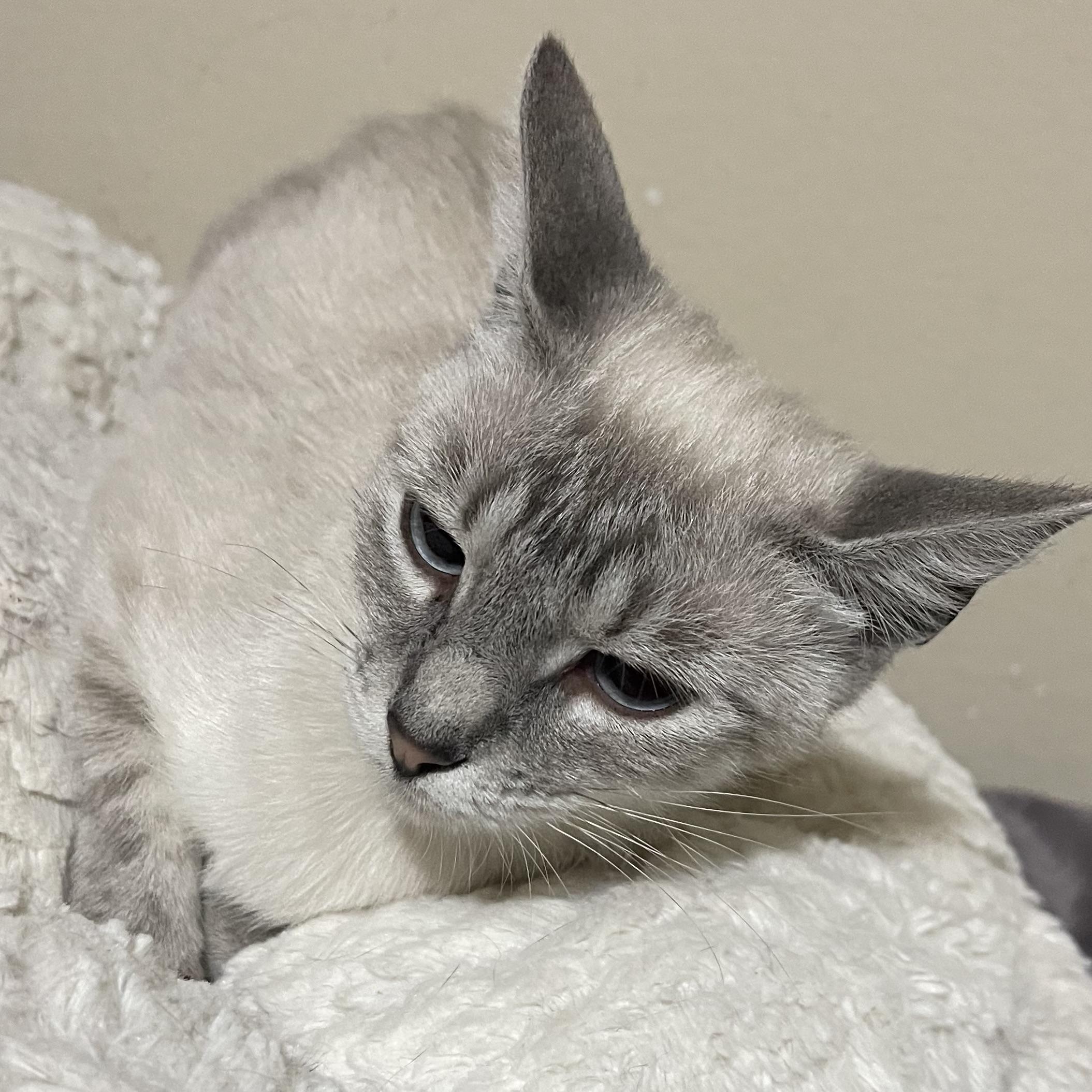 Enlarge Lily, a Adopted Siamese in Champaign, IL image 4/4