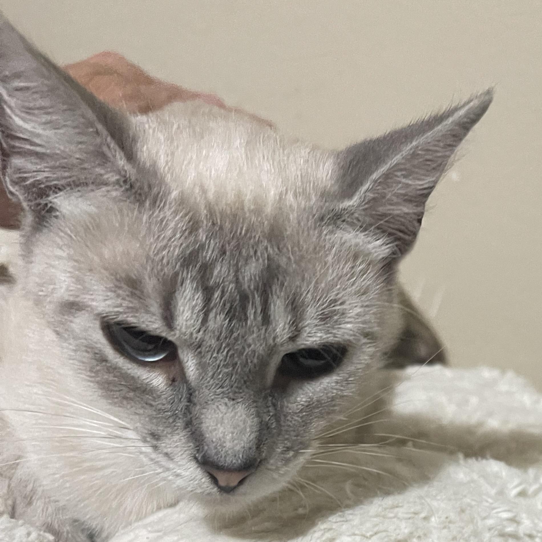Lily, Adopted, Young Female Siamese.