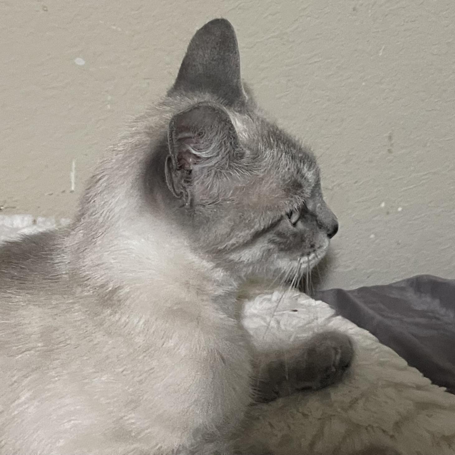Enlarge Lily, a Adopted Siamese in Champaign, IL image 3/4