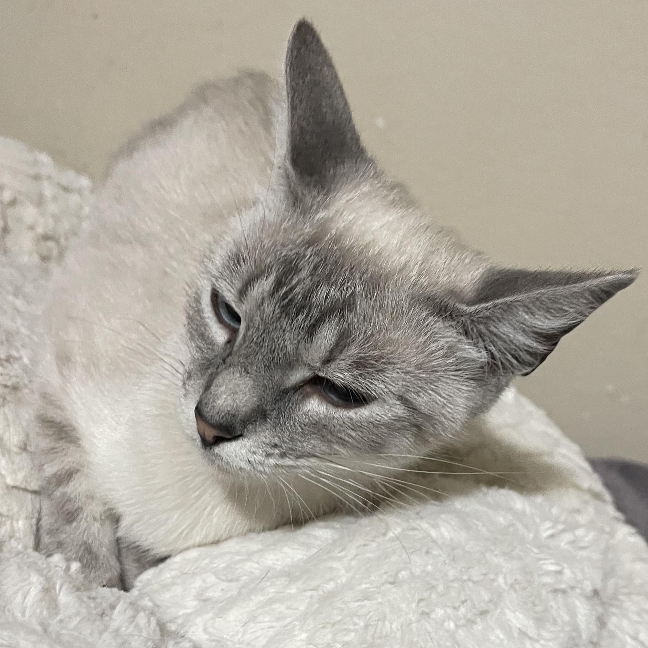 Enlarge Lily, a Adopted Siamese in Champaign, IL image 2/4