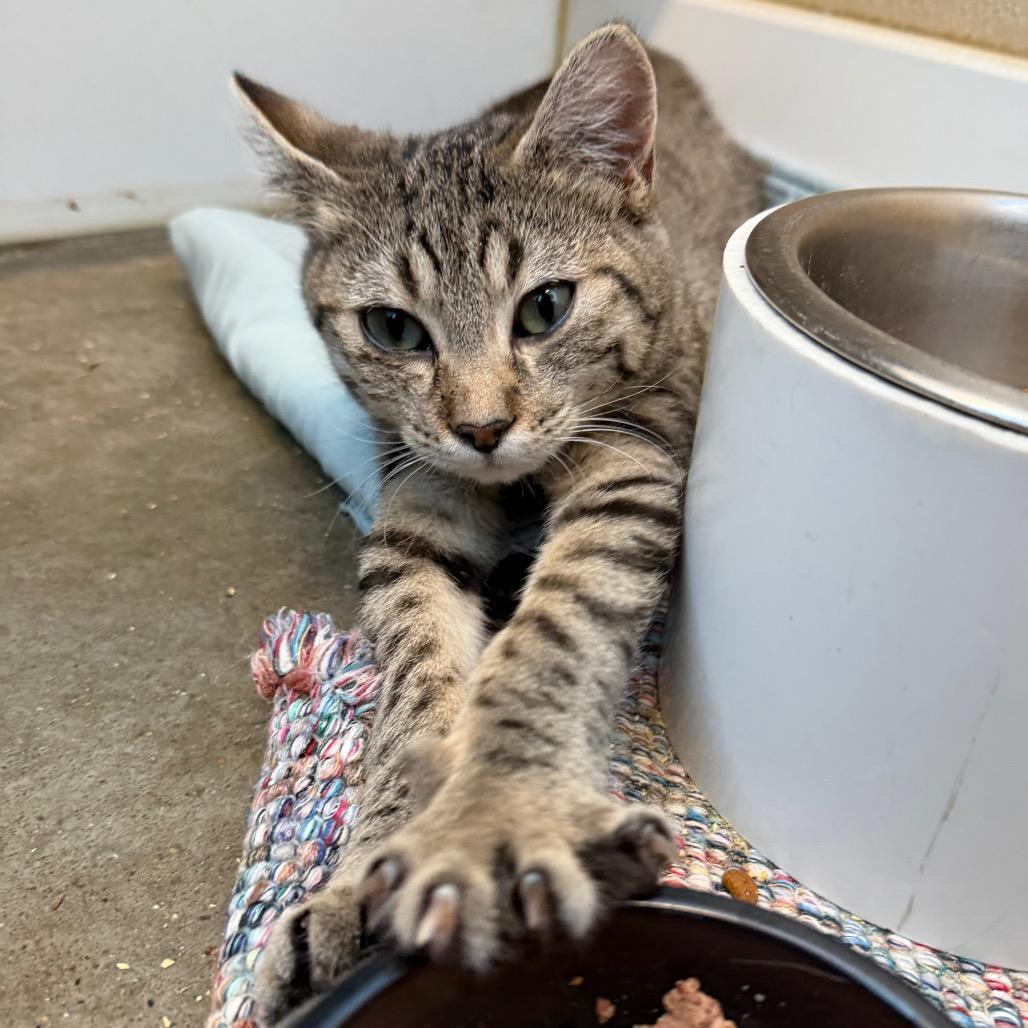 Enlarge Shade, a Adoptable Domestic Short Hair in Mankato, MN image 1/5