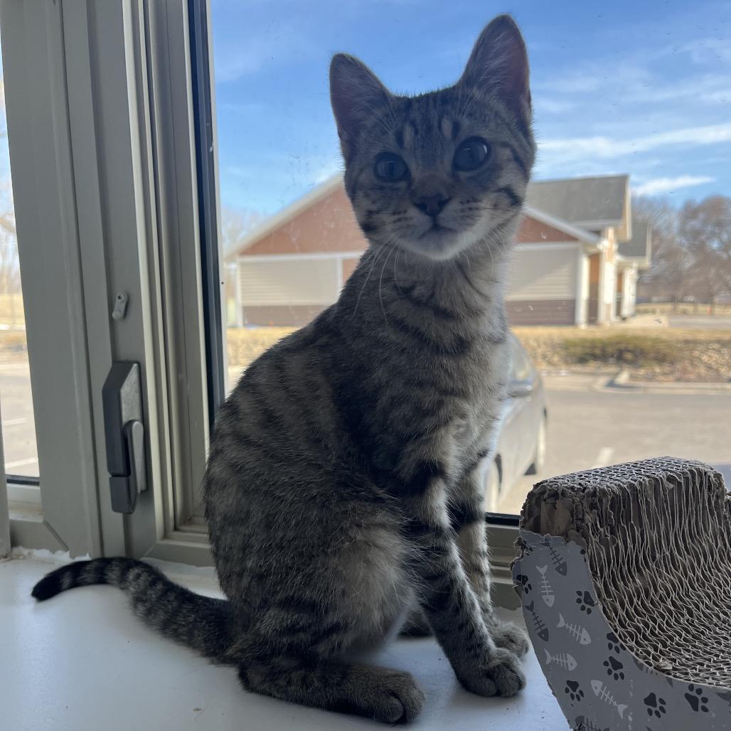 Enlarge Shade, a Adoptable Domestic Short Hair in Mankato, MN image 2/5