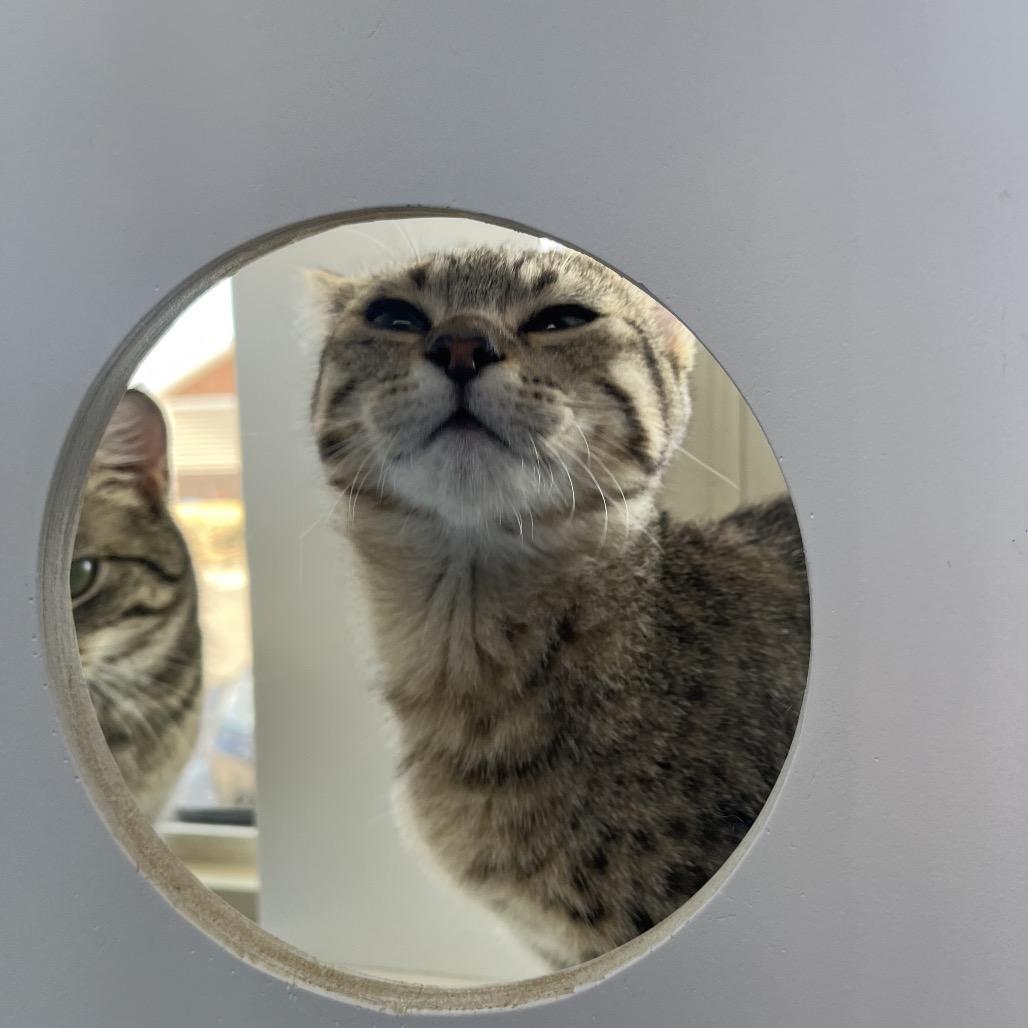 Enlarge Shade, a Adoptable Domestic Short Hair in Mankato, MN image 3/5