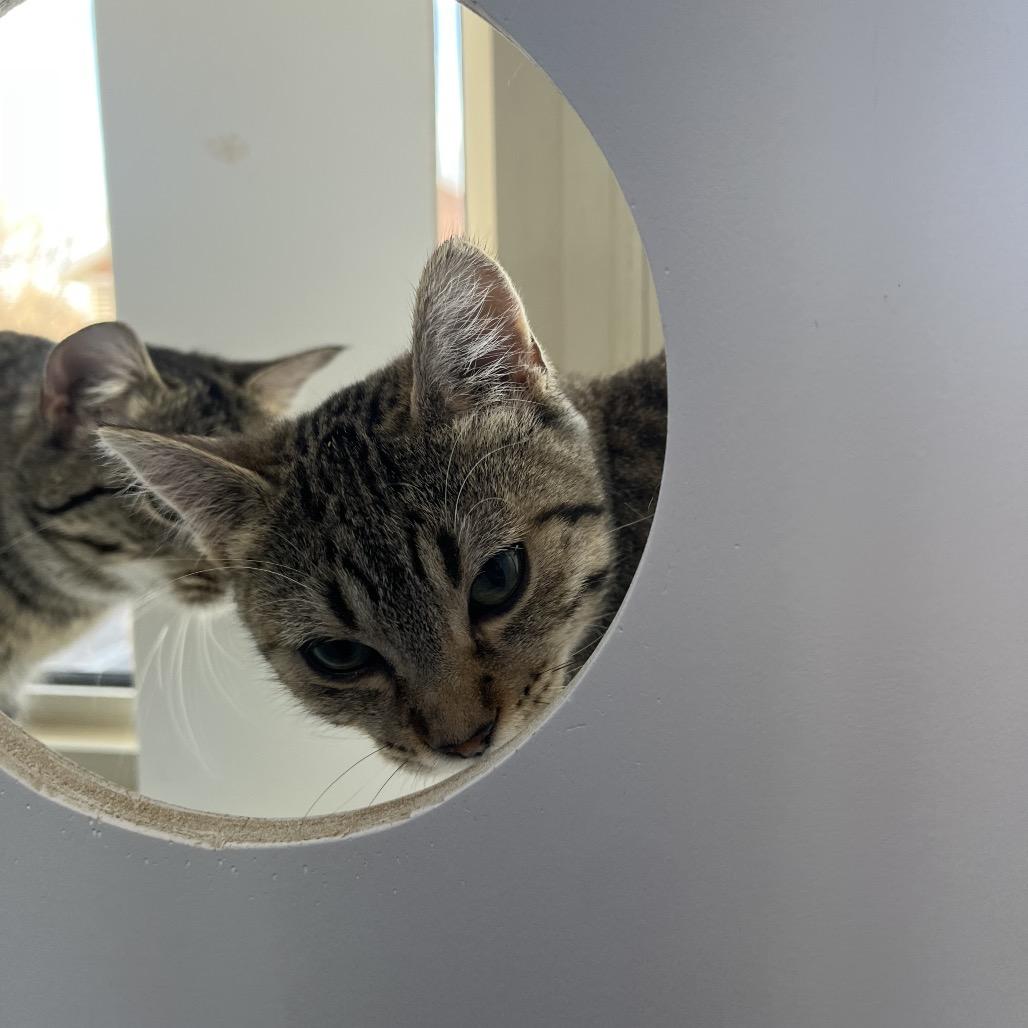 Enlarge Shade, a Adoptable Domestic Short Hair in Mankato, MN image 4/5