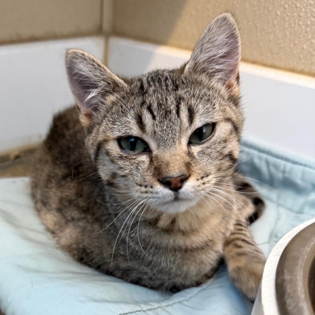 Enlarge Shade, a Adoptable Domestic Short Hair in Mankato, MN image 5/5