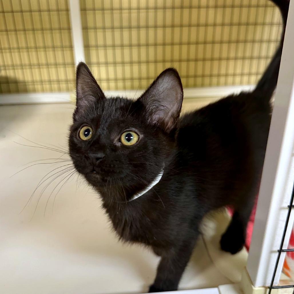 Toothless, Adoptable, Kitten Male Domestic Short Hair.