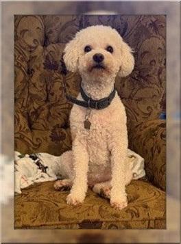 Enlarge Franklin - NV, a ADOPTABLE Bichon Frise in Las Vegas, NV image 2/2