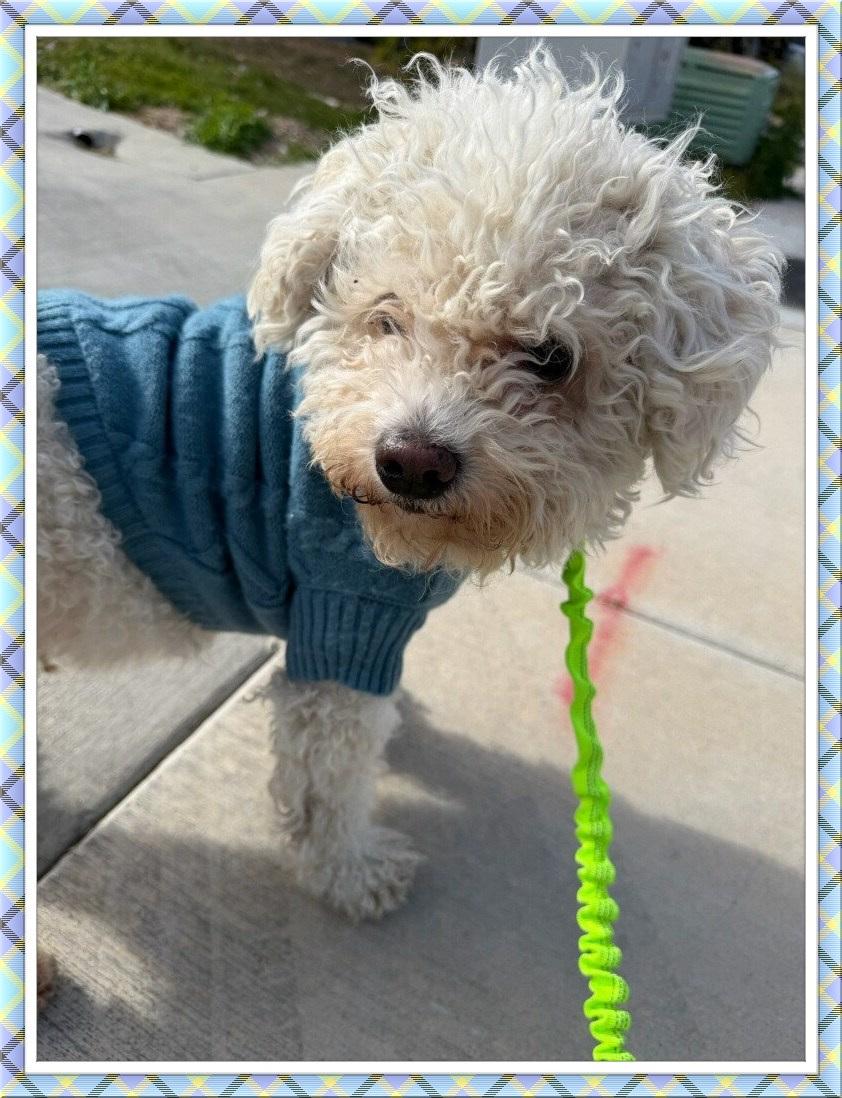 Enlarge Franklin - NV, a ADOPTABLE Bichon Frise in Las Vegas, NV image 1/2