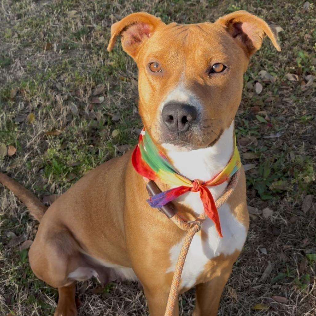 Molly, Adoptable, Adult Female Terrier & Mixed Breed.