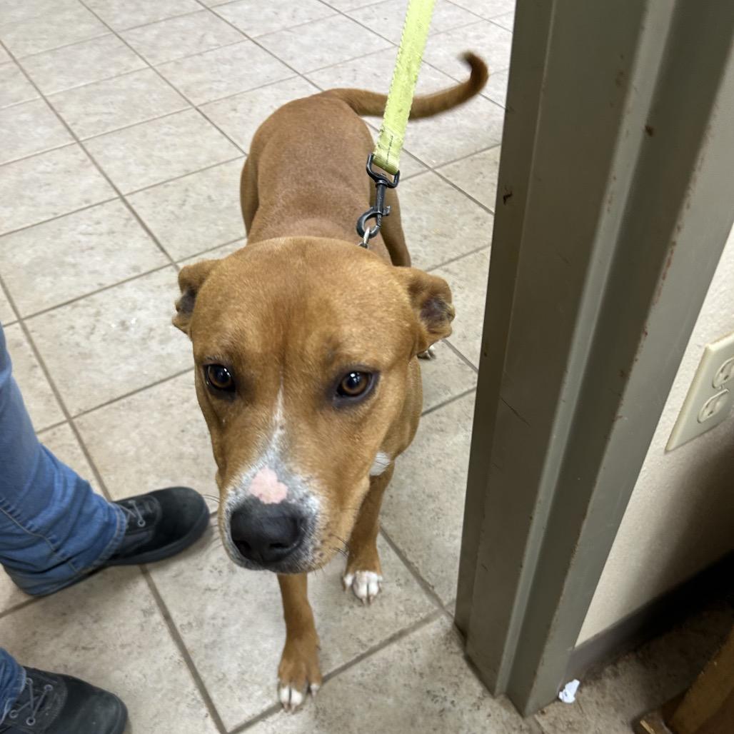 Enlarge Molly, a Adoptable mixed breed in Palestine, TX image 2/6