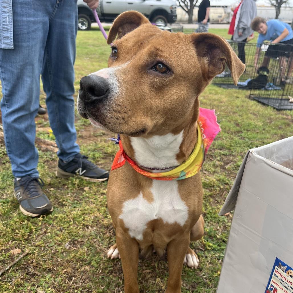 Enlarge Molly, a Adoptable mixed breed in Palestine, TX image 3/6