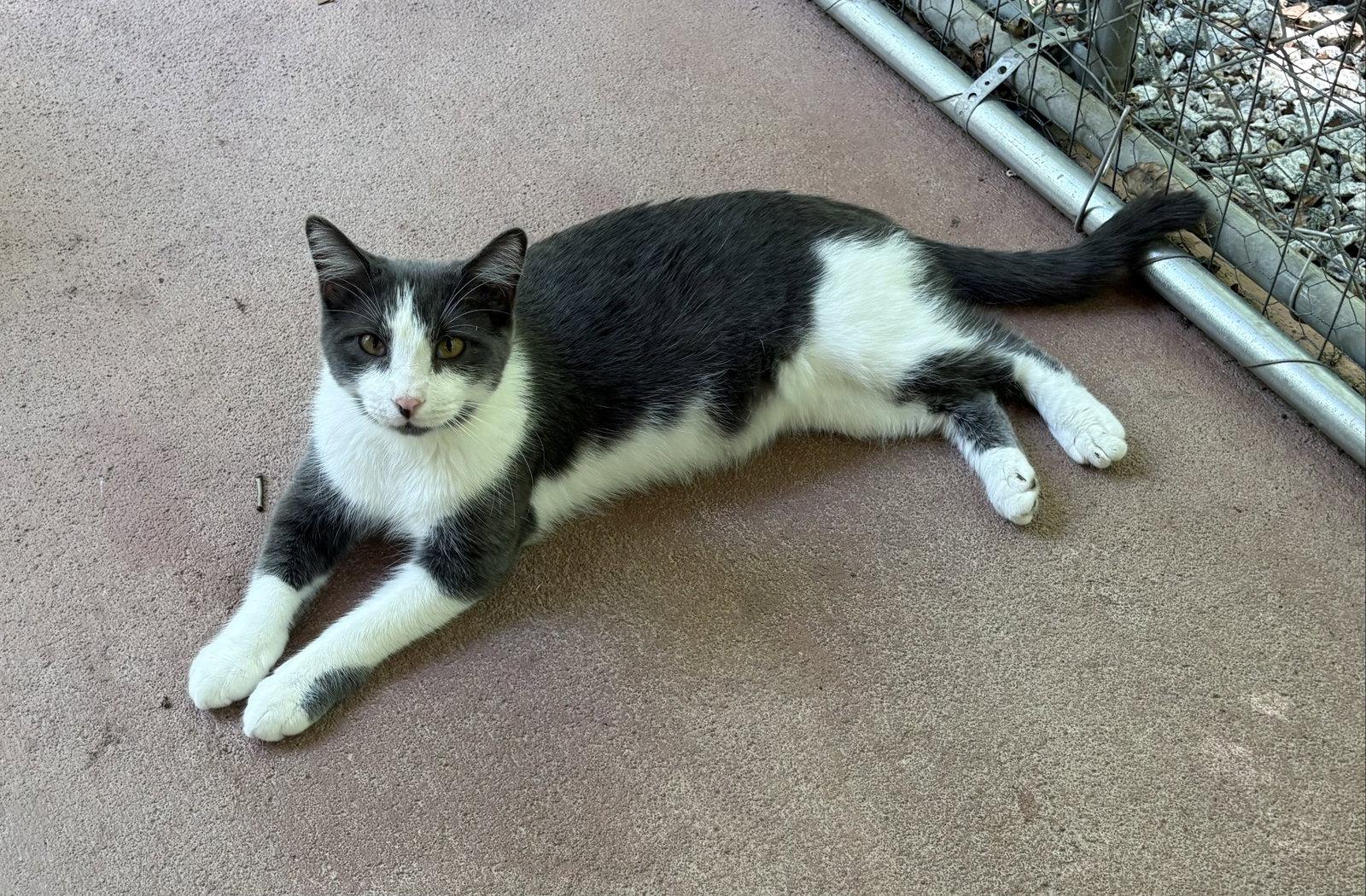 Enlarge Nugget, a Adoptable Domestic Short Hair in Mc Cormick, SC image 1/3