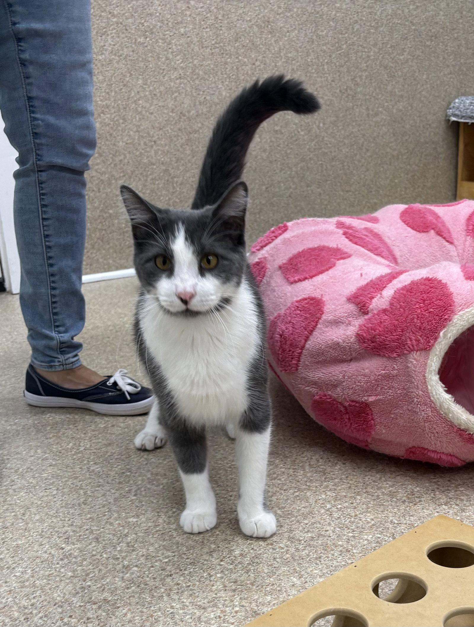Enlarge Nugget, a Adoptable Domestic Short Hair in Mc Cormick, SC image 2/3