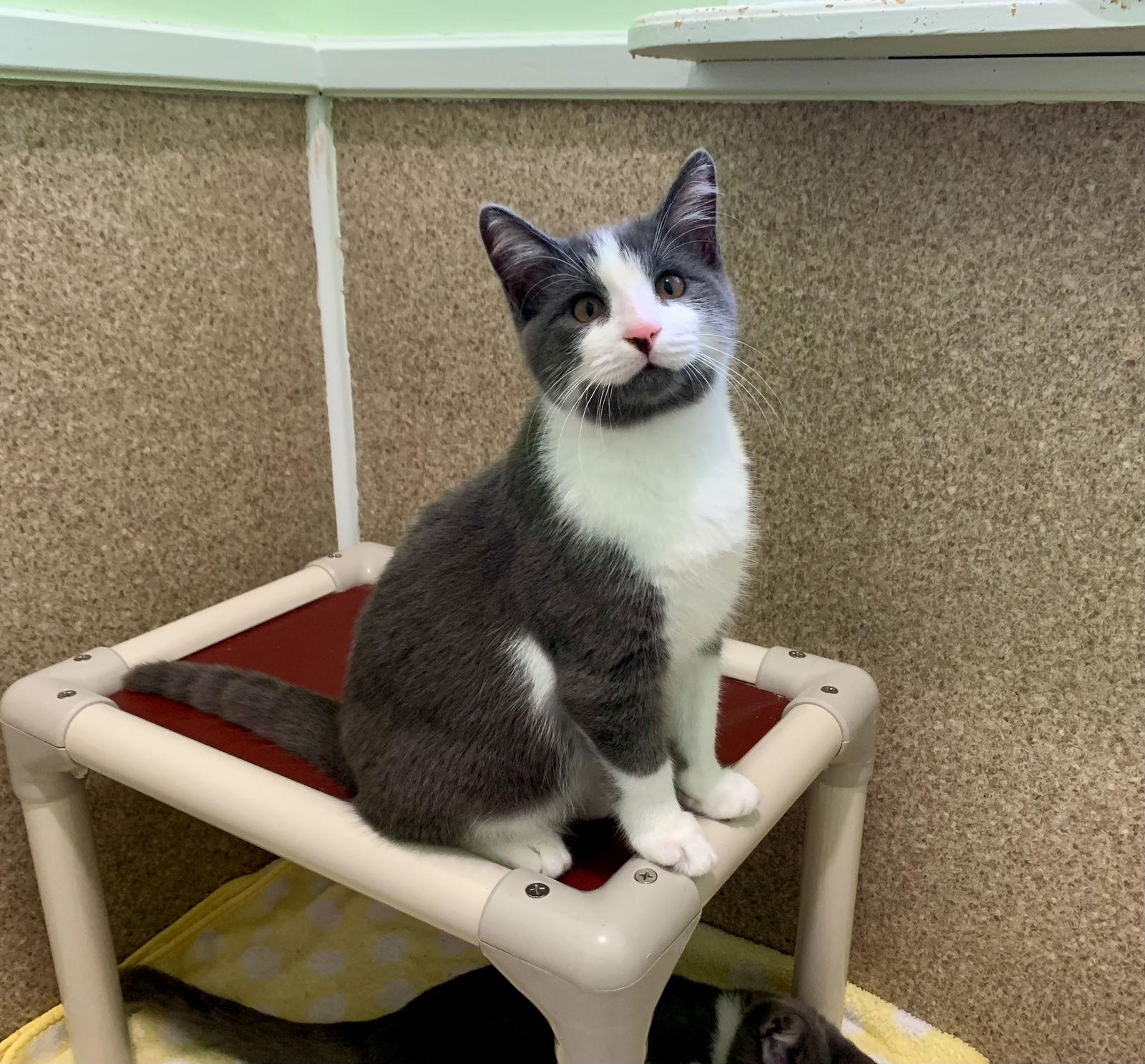 Nugget, Adoptable, Young Male Domestic Short Hair.