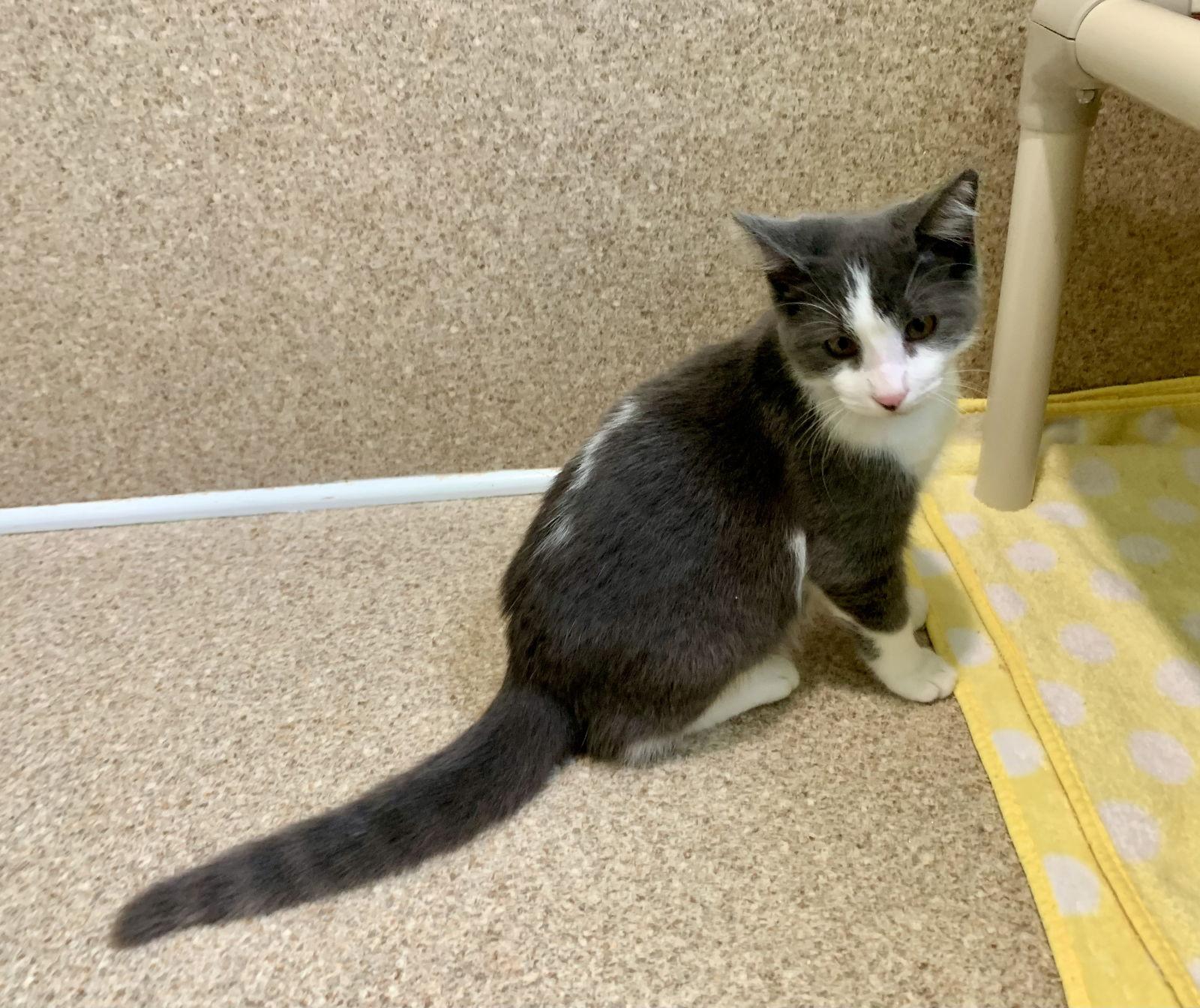 Enlarge Nugget, a Adoptable Domestic Short Hair in Mc Cormick, SC image 2/3