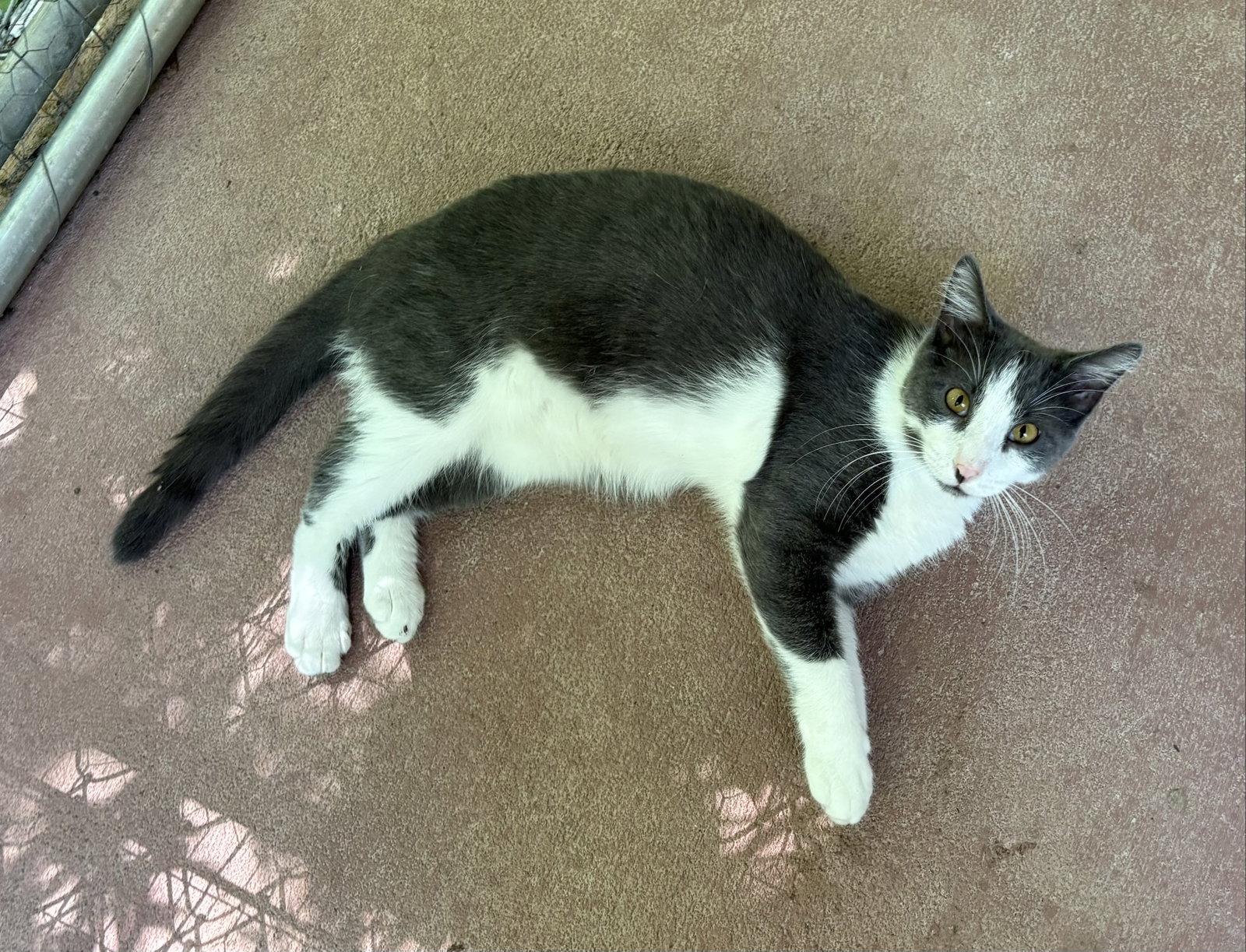 Enlarge Nugget, a Adoptable Domestic Short Hair in Mc Cormick, SC image 3/3