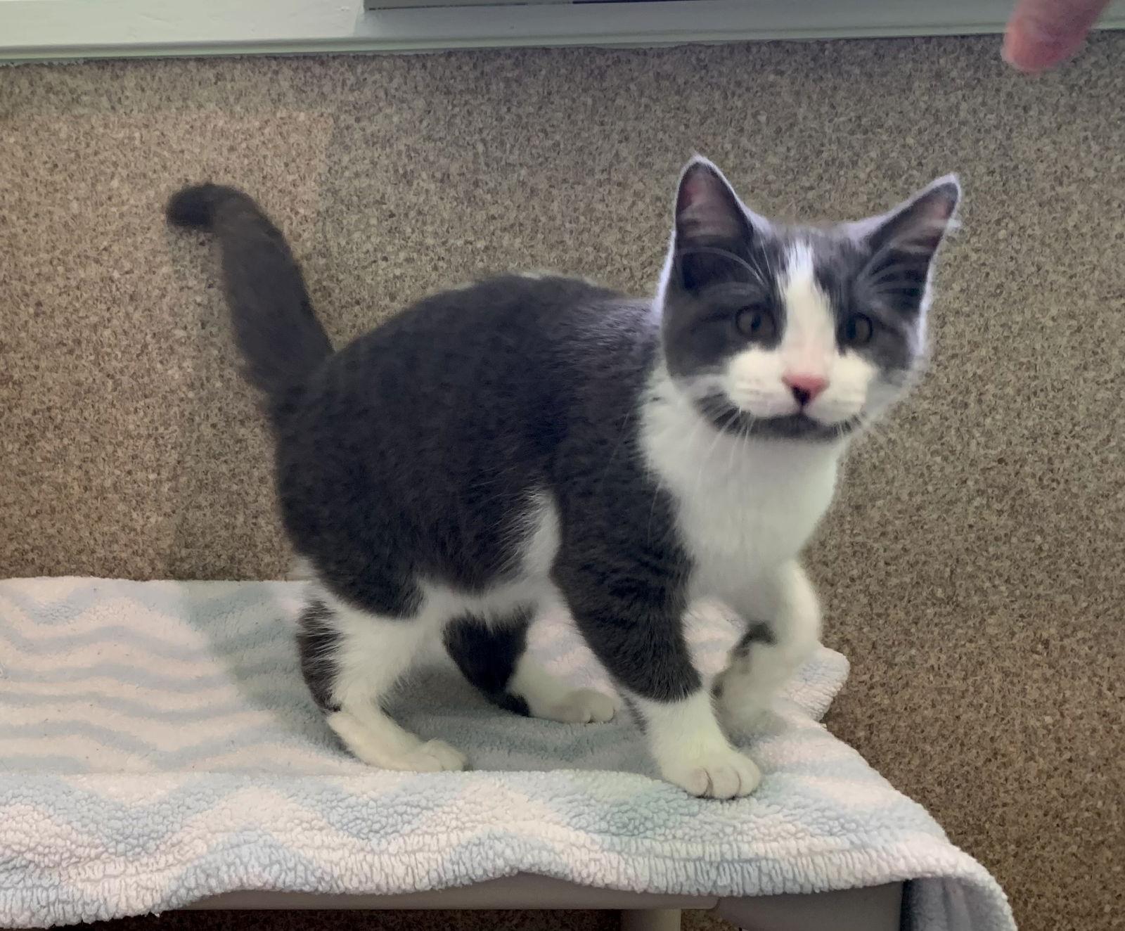 Enlarge Nugget, a Adoptable Domestic Short Hair in Mc Cormick, SC image 3/3