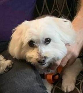 Sammy, Adopted, Adult Male Havanese & Maltese.